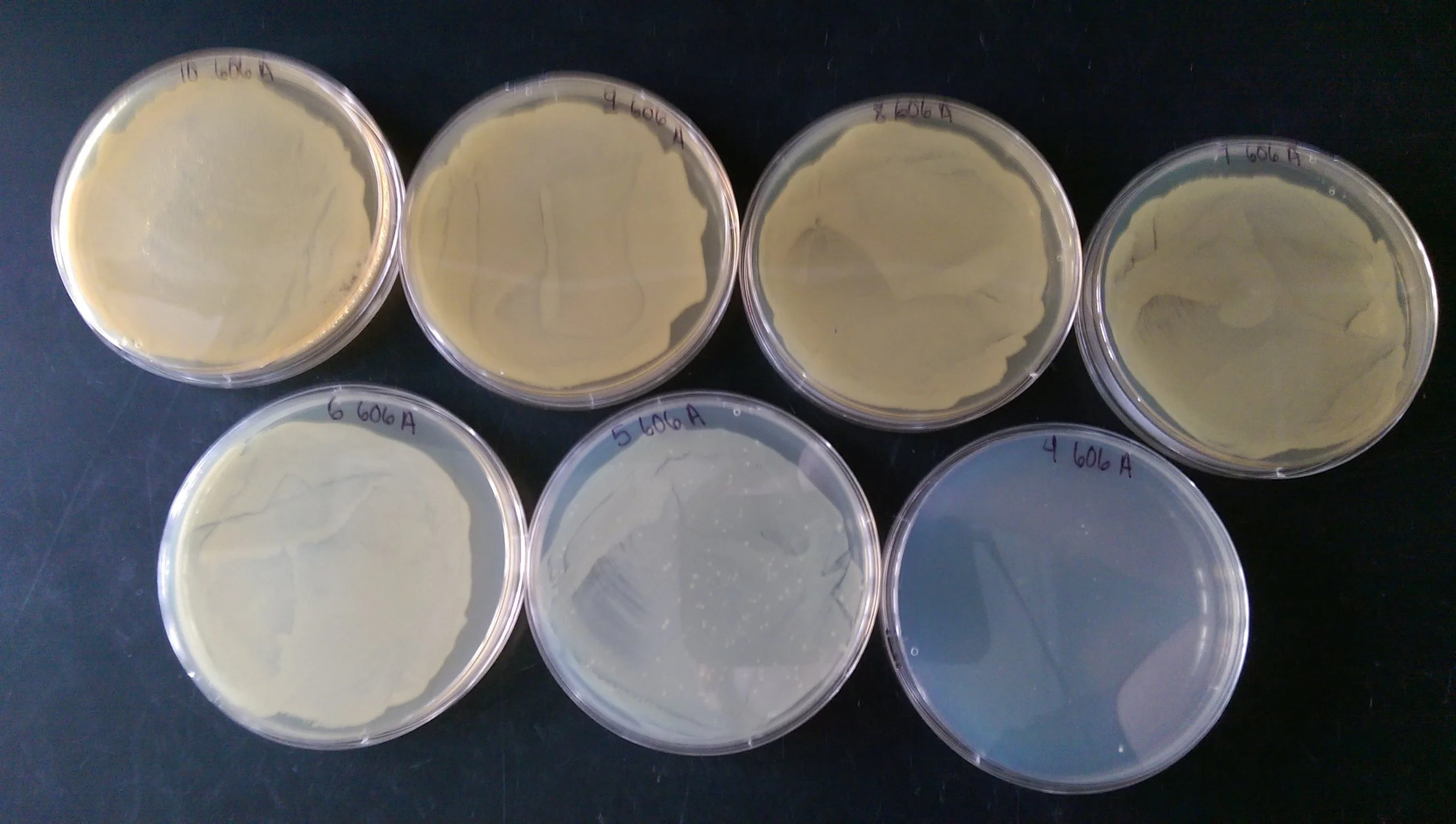 Video: The effects of genetic background on the evolution of antibiotic resistance