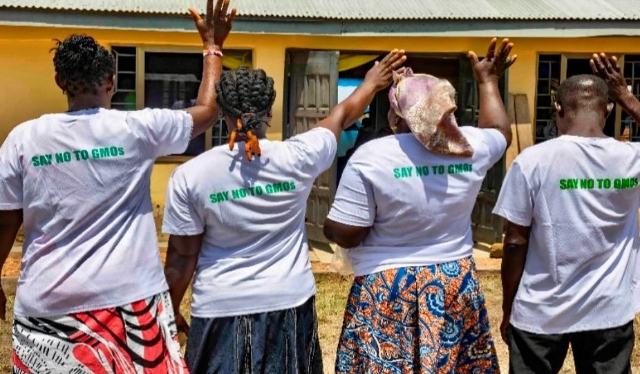 🌍🌱 For the past 6 months, we&rsquo;ve been working closely with local farmers in Ghana, running an educational campaign on the dangers of GMOs and the importance of sustainable farming practices.

👩&zwj;🌾👨&zwj;🌾 Our team has been promoting agro