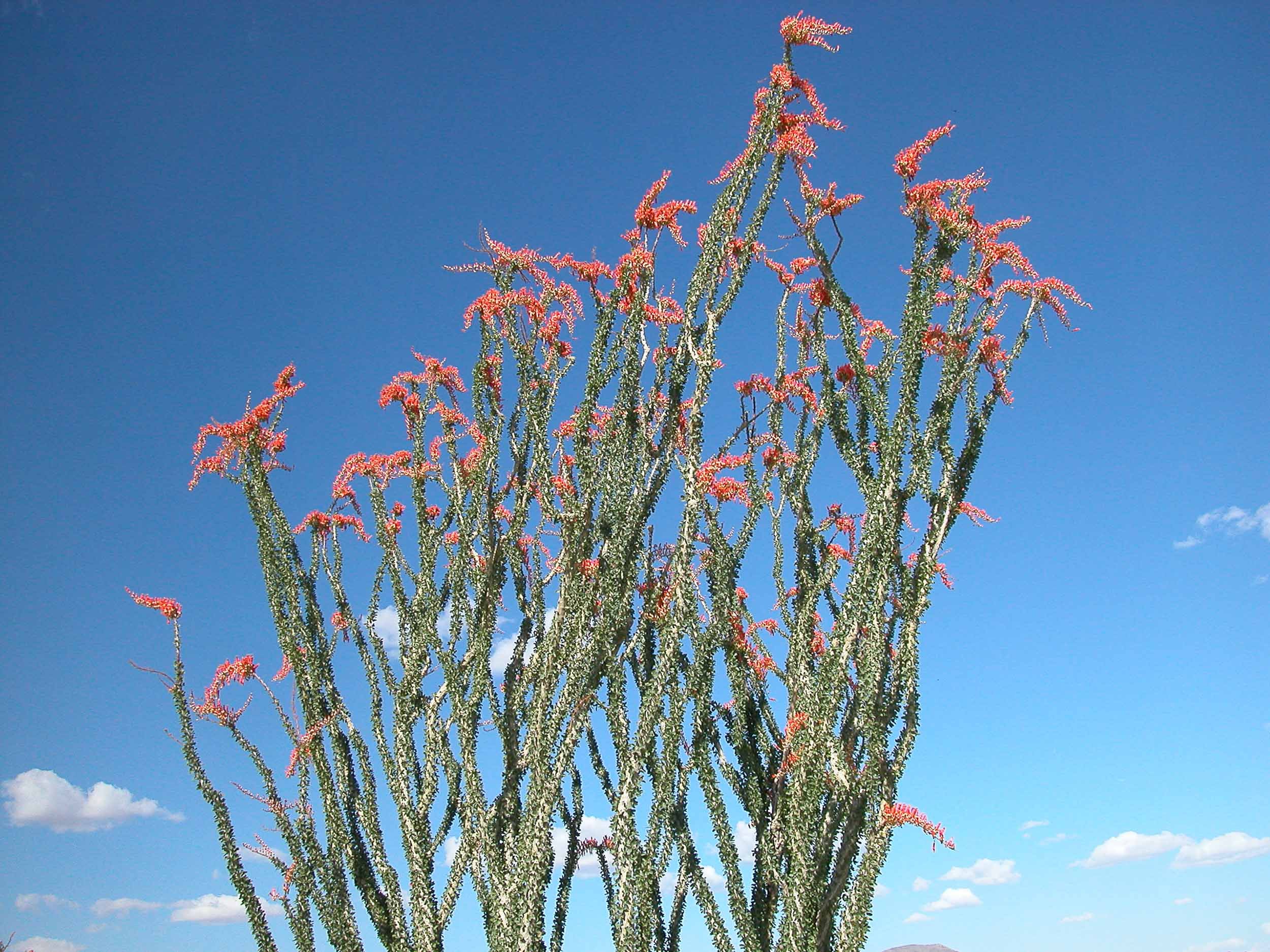 JT-Ocotillo-photographt-Fran-Lamothe.jpg