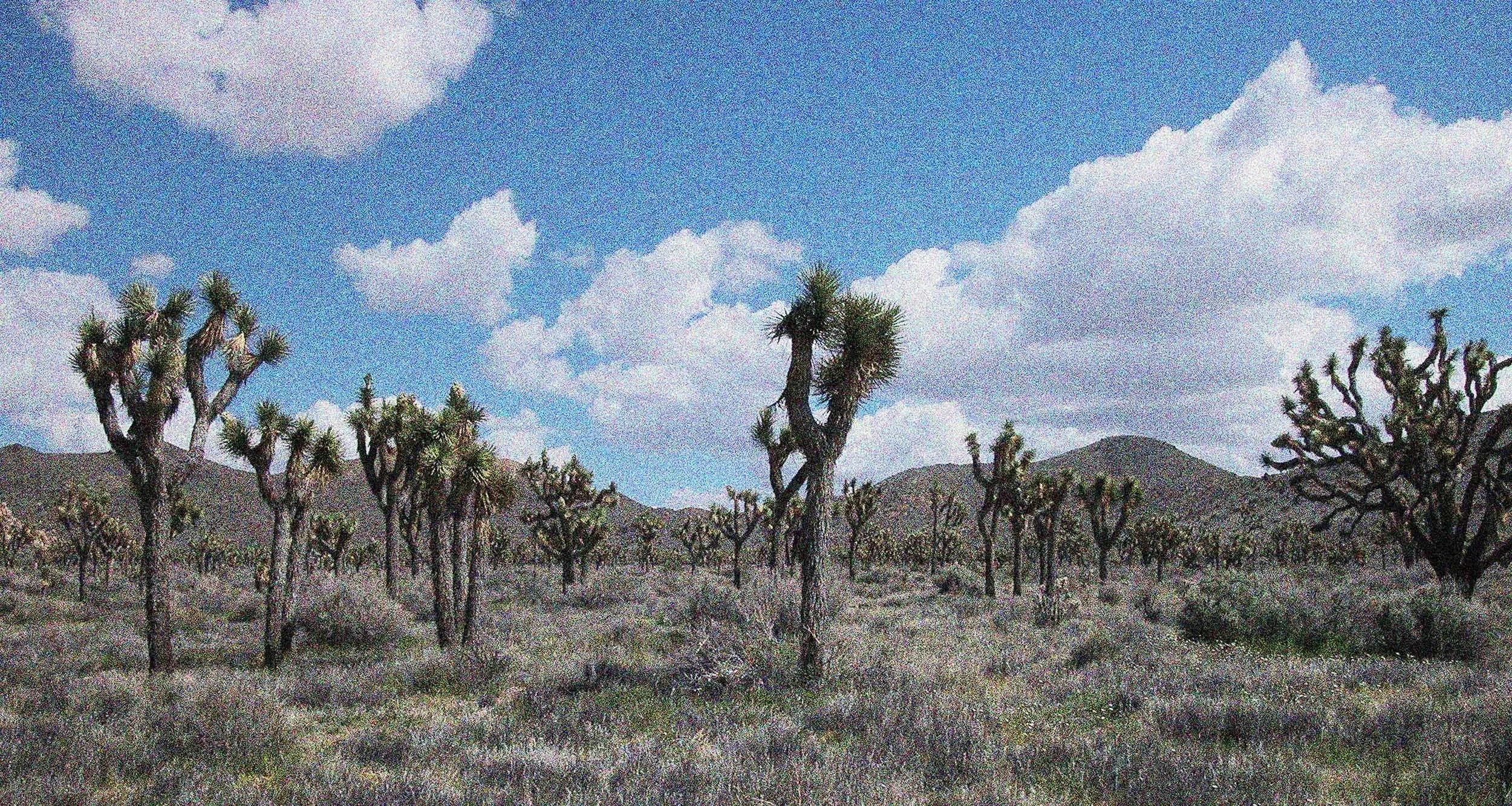 Grainy Joshua Tree