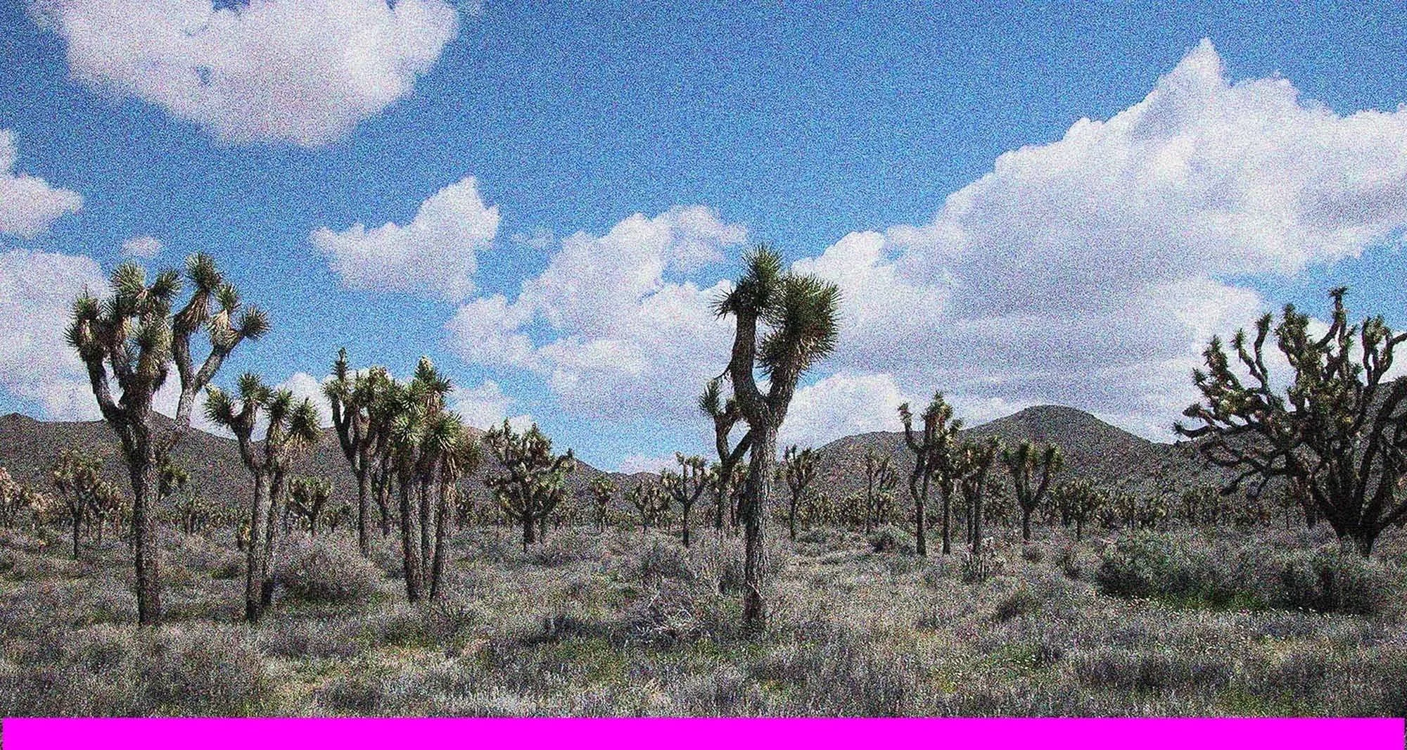 Joshua Tree Field Pink Stripe
