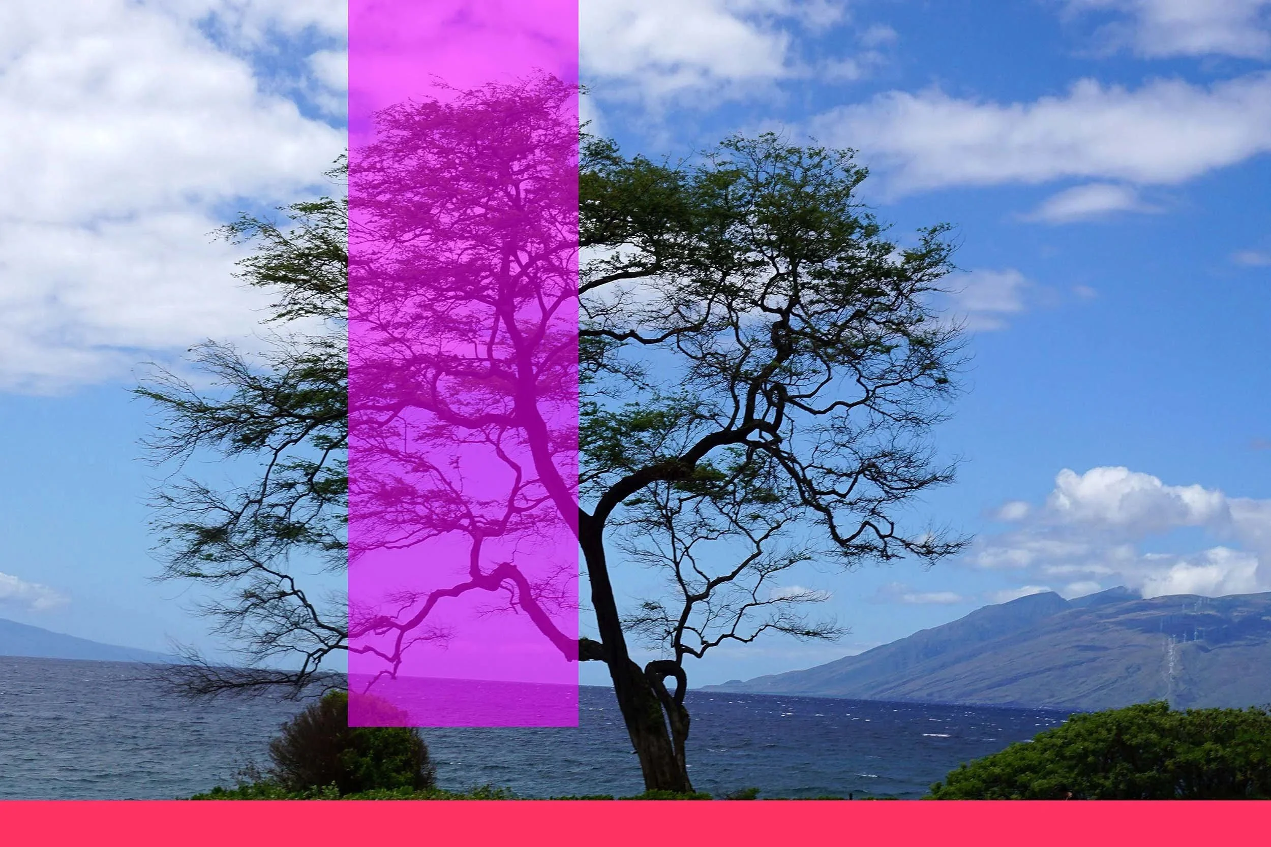 The Magenta Tree