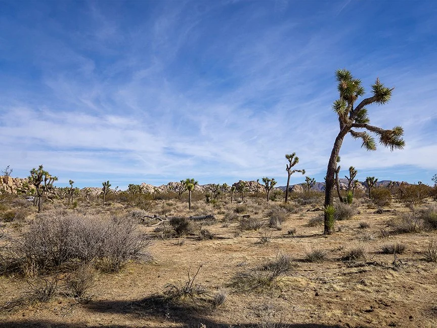 JT-F #6 Crooked tree