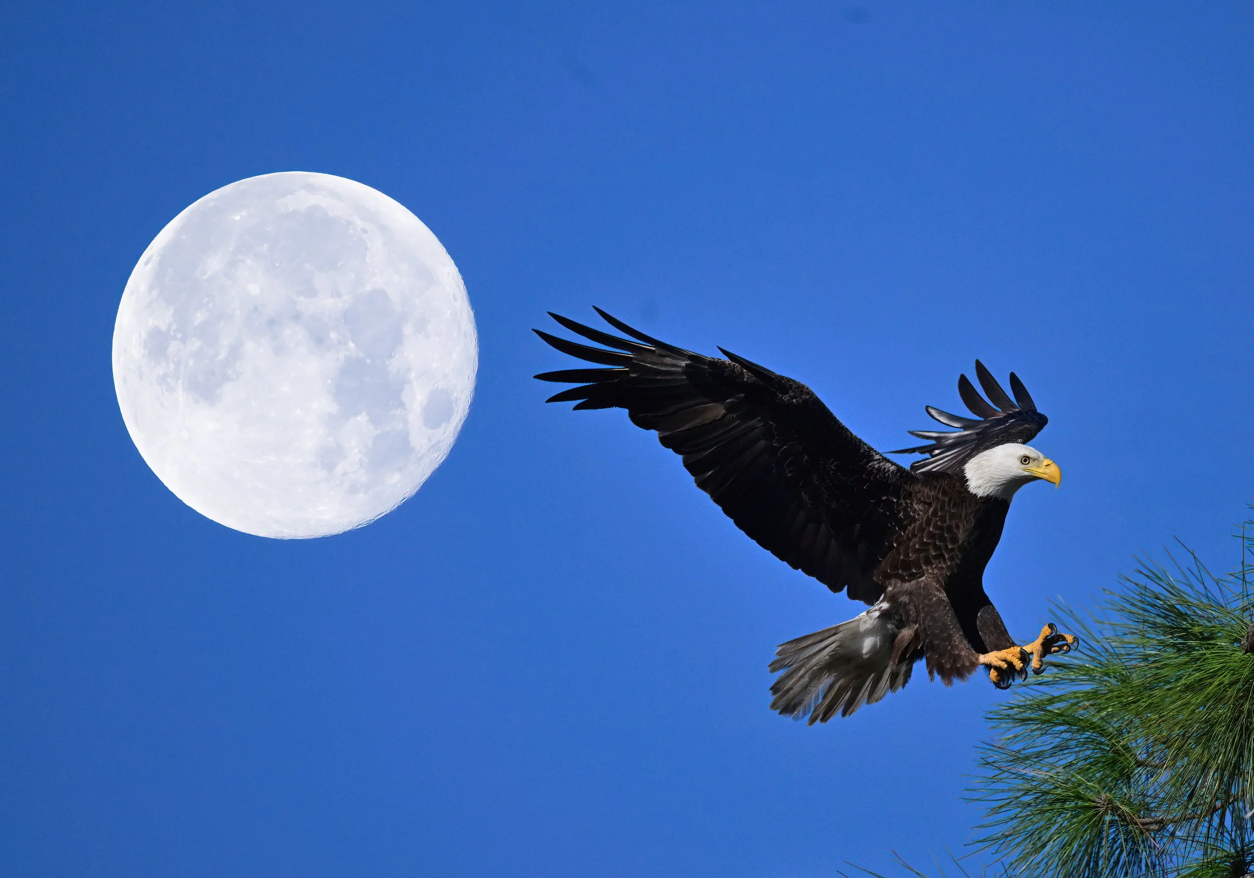 American bald eagle and the moon  (framed 11 x 14 print)