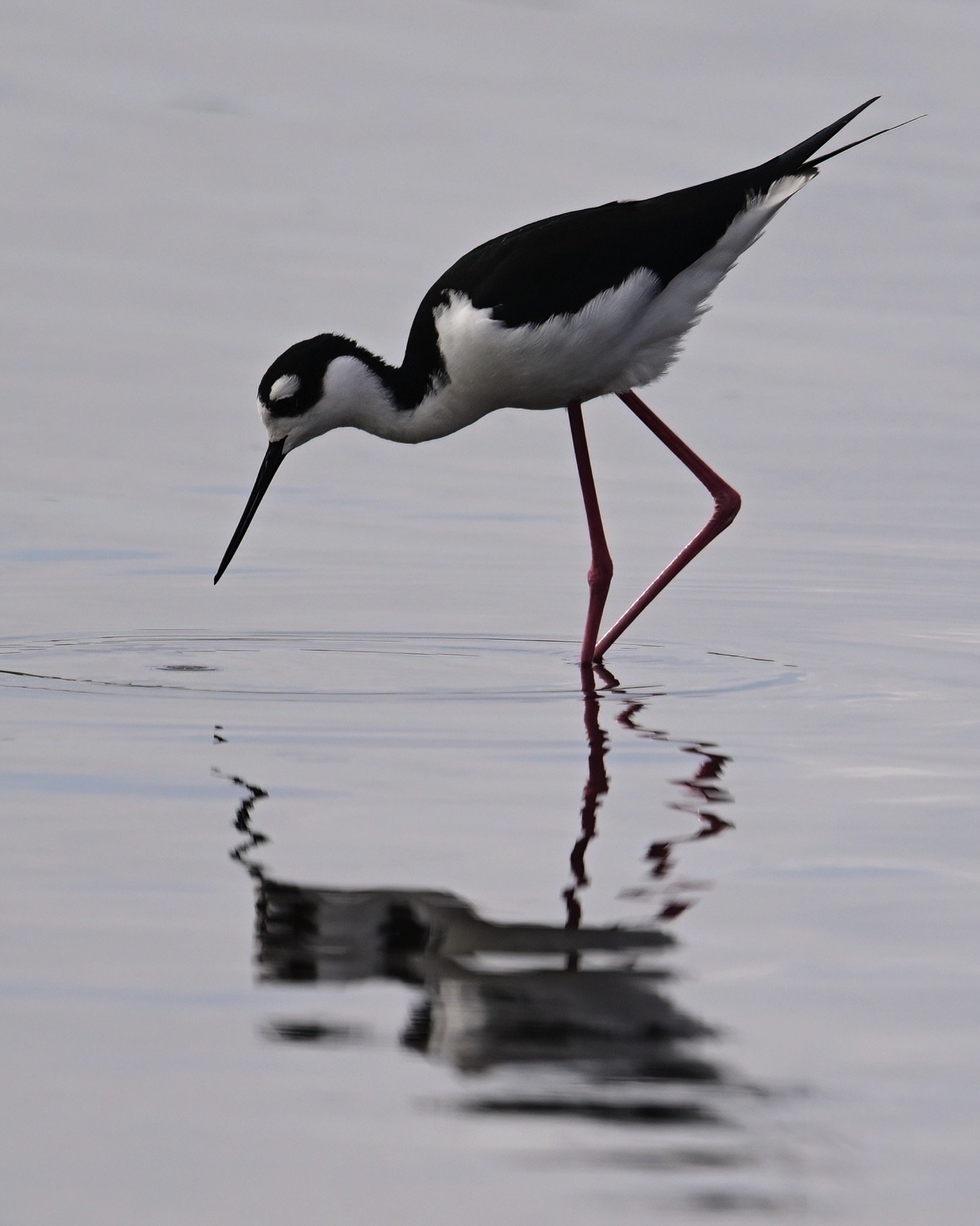 13x19 print of a black necked stilt and its reflection (limited eldition)