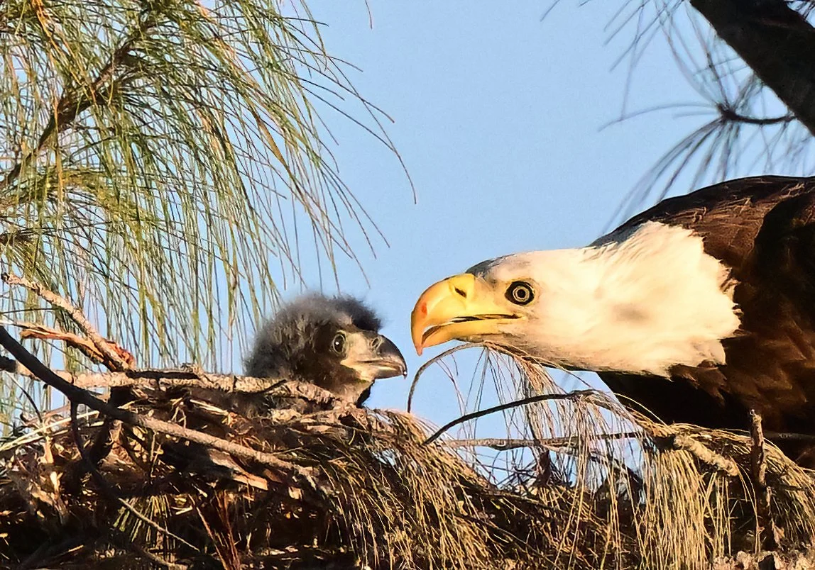 American bald eagle feeding its baby eaglet  (19x13 print)