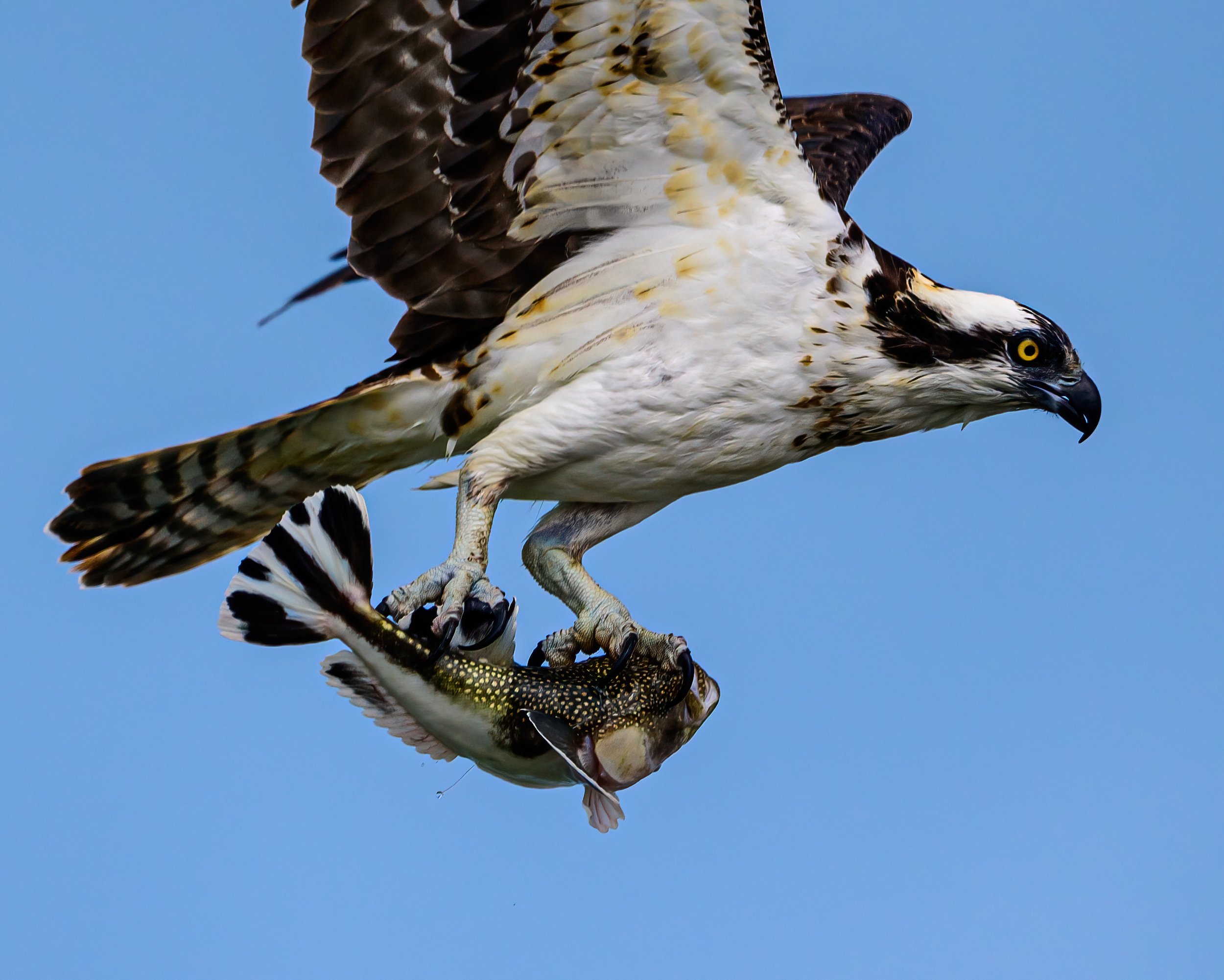 13x19 photo of an osprey with a stargazer