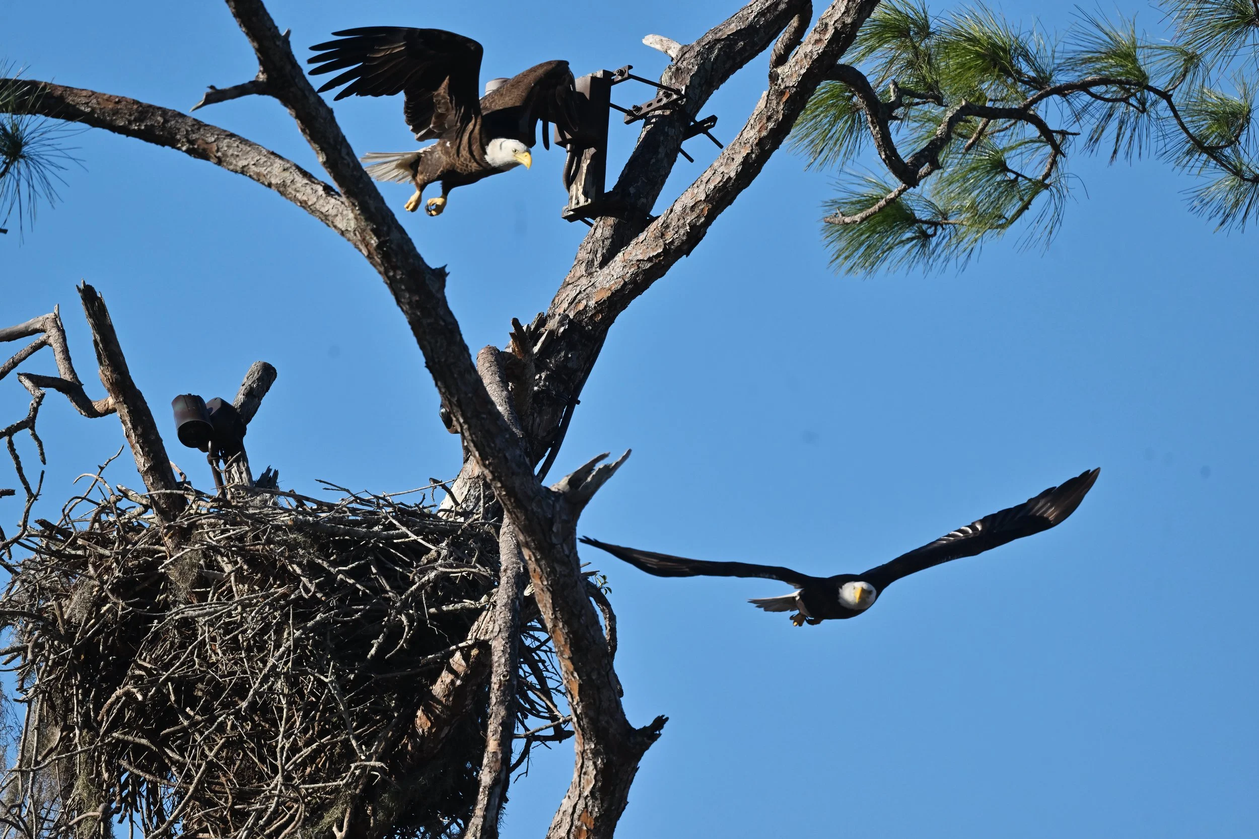 Two American bald eagles flying off together (11 x 14 print)
