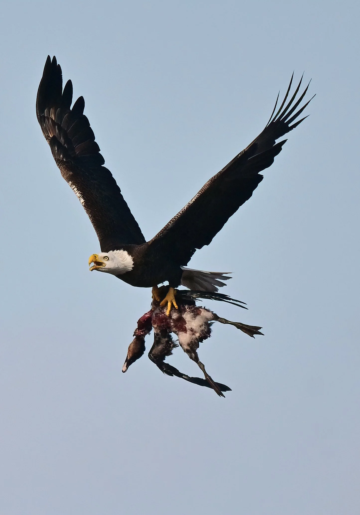 American bald eagle carrying a huge duck (11 x 14 print)