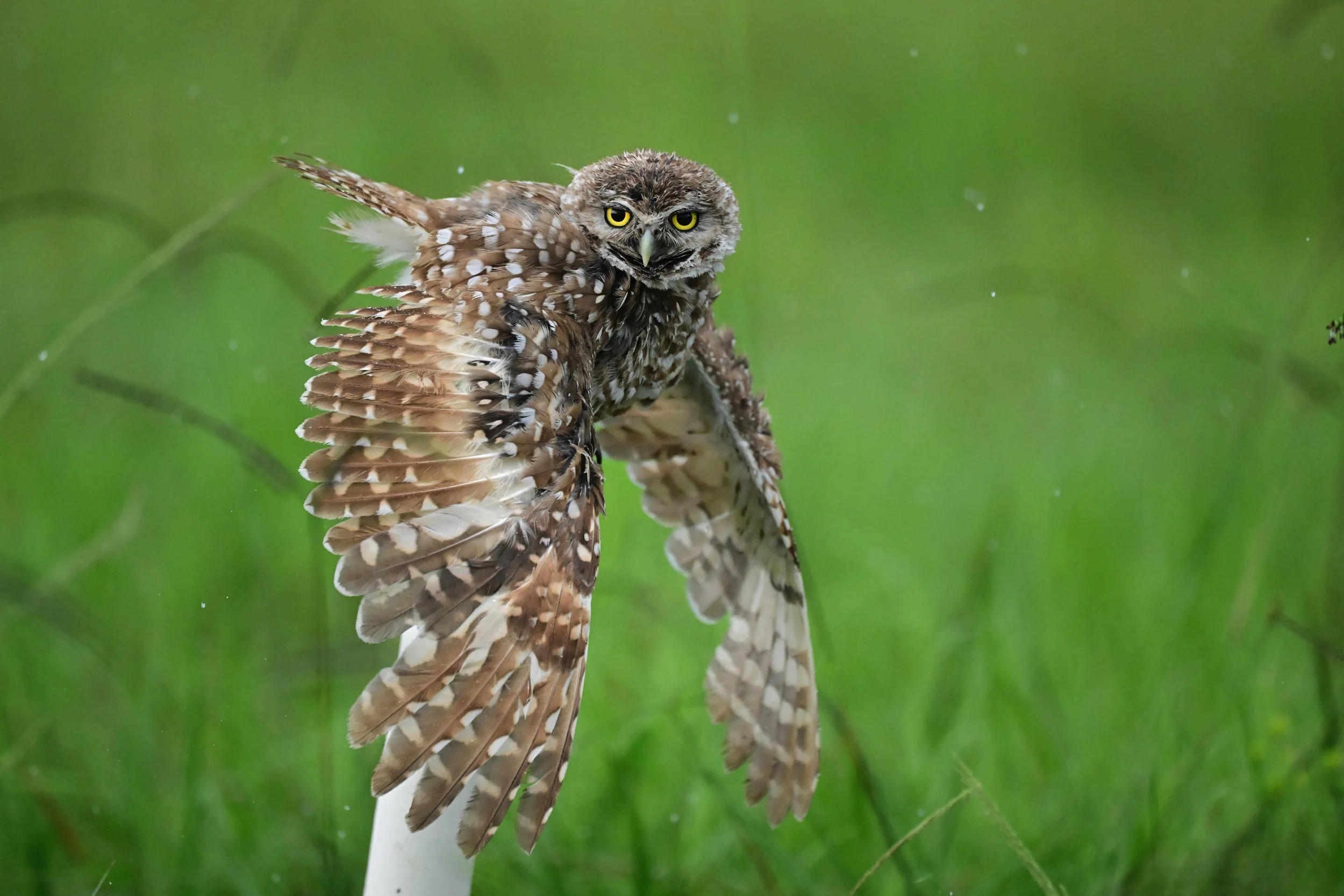 burrowing owl taking a shower in the rain