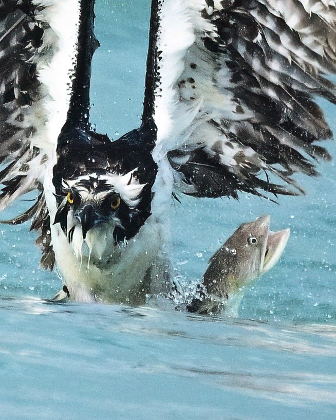 13 x 19 photo of an osprey catching a lizard fish printed on professional grade luster paper