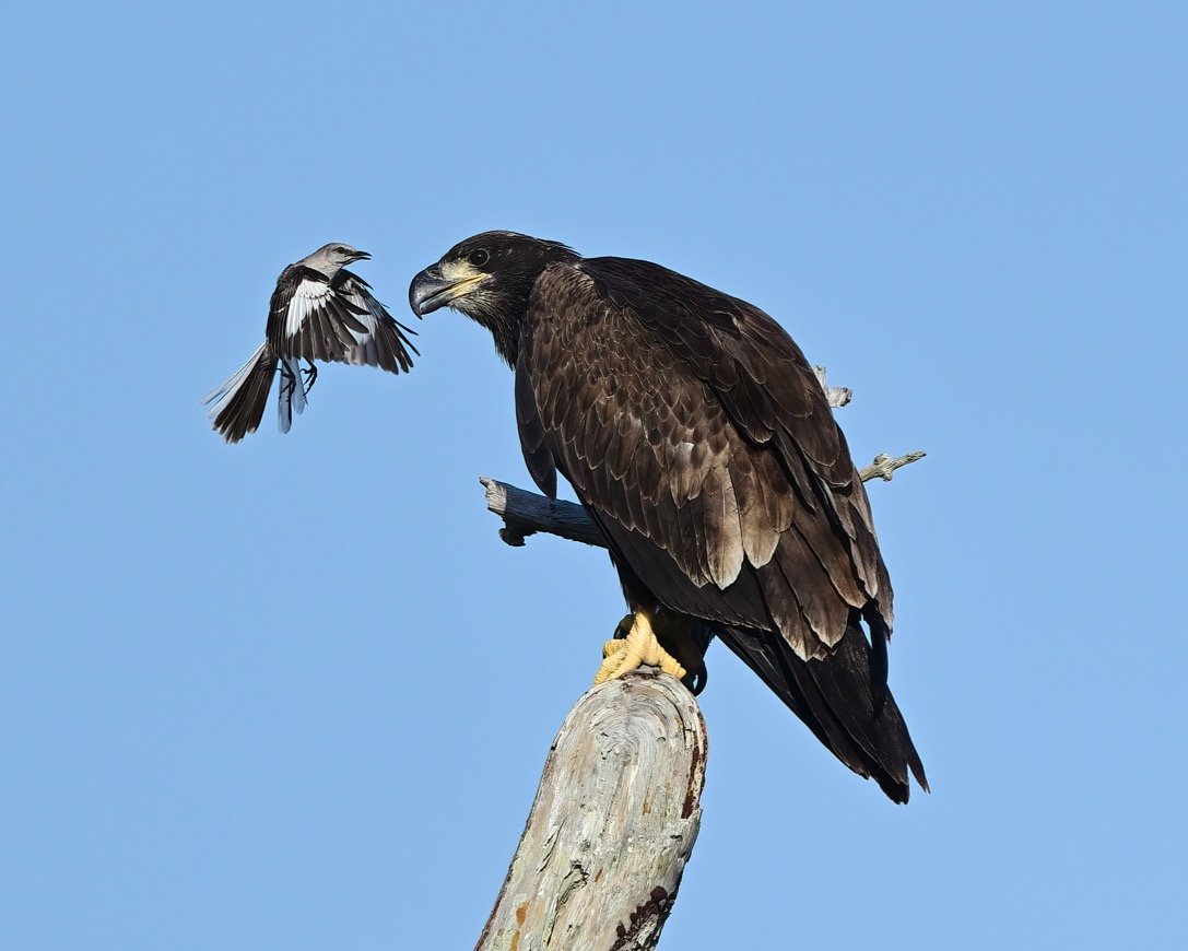An eaglet came face to face with a mockingbird in North Fort Myers, Florida.