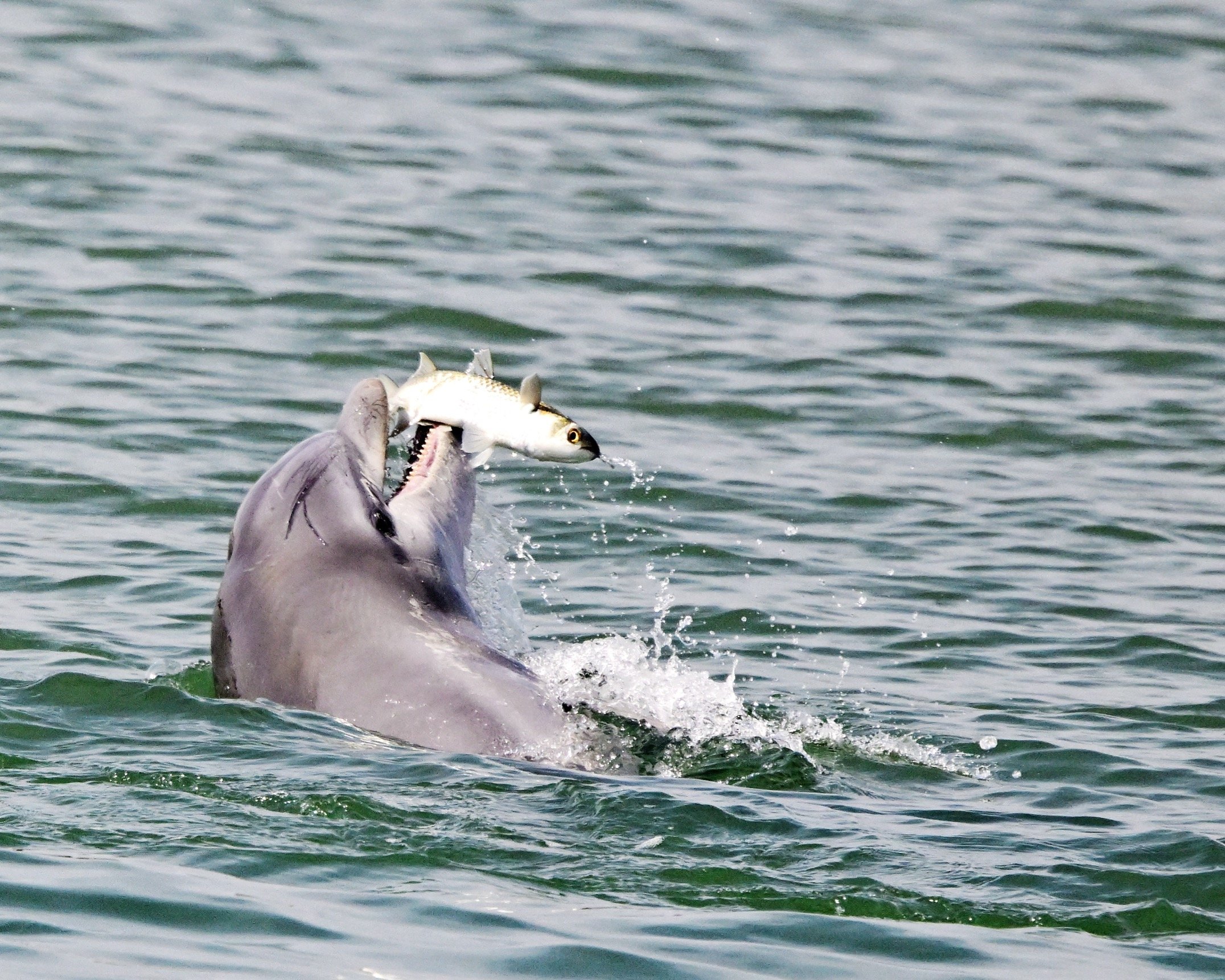 13 x 19 photo of a dolphin and its fish