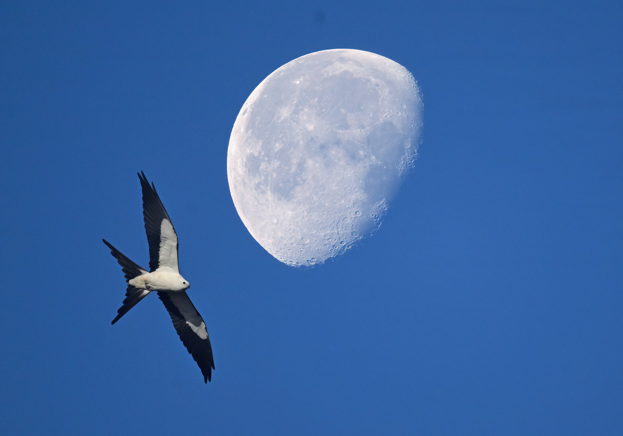 13 x 19 photo of a swallow tailed kite and the moon (limited edition)
