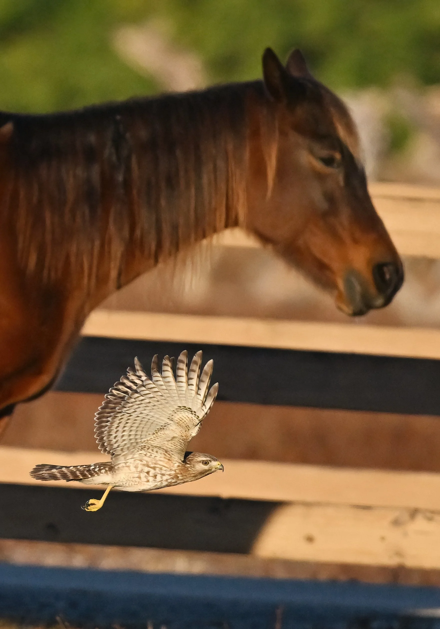 13 x19 photo of a red-shouldered hawk and a horse