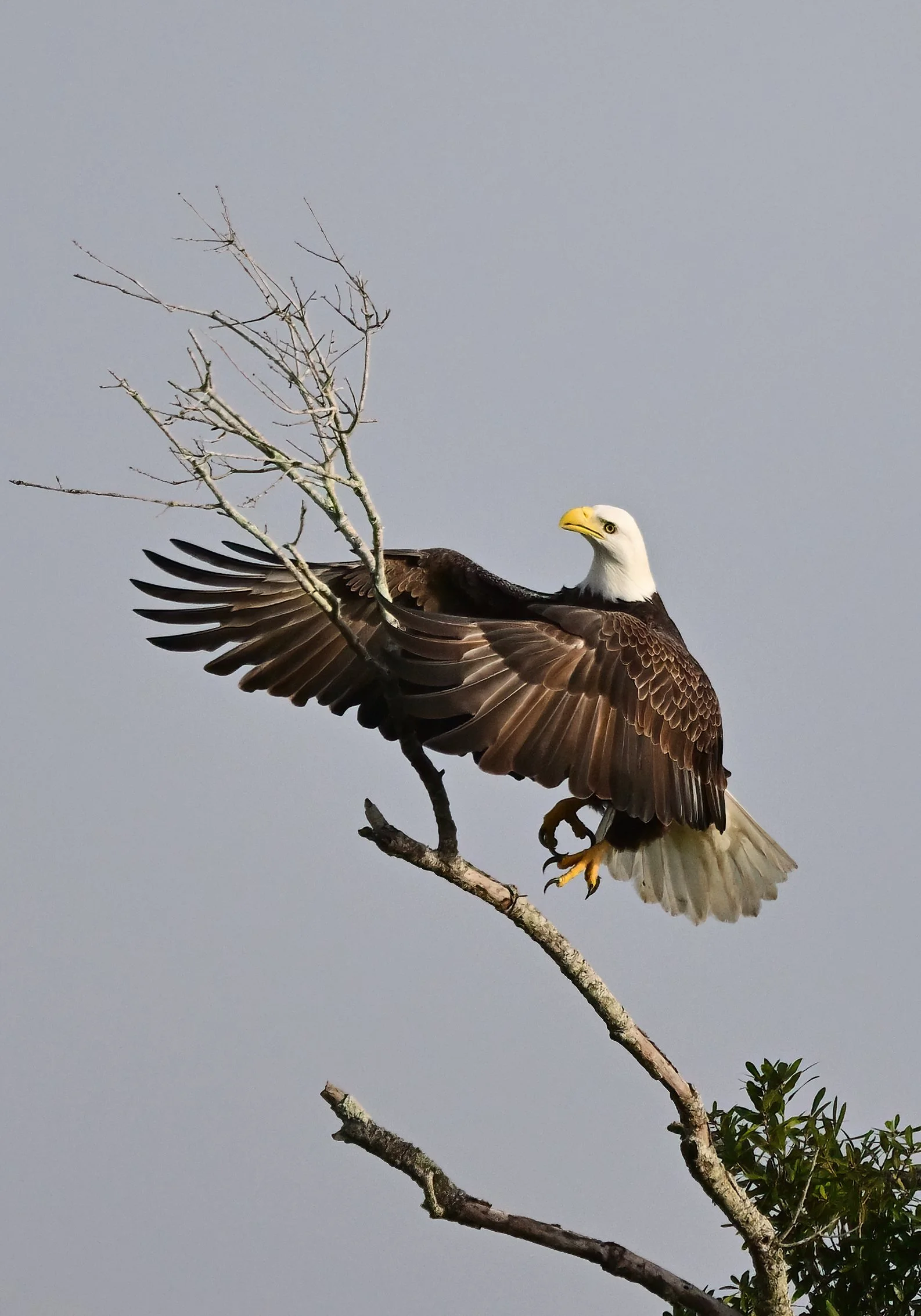 eagle ready to break off a large branch