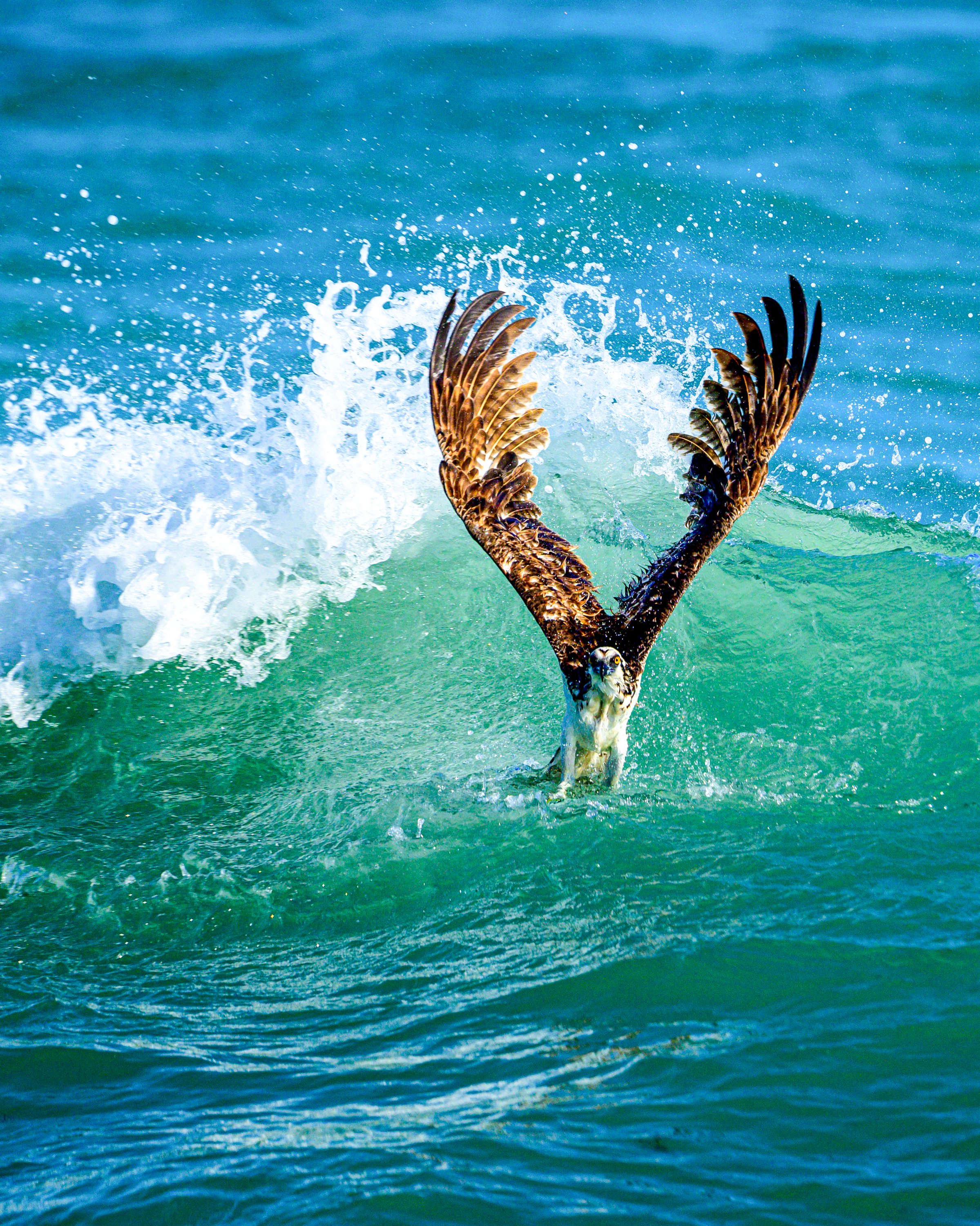 13 x 19 photo of an osprey emerging from the water