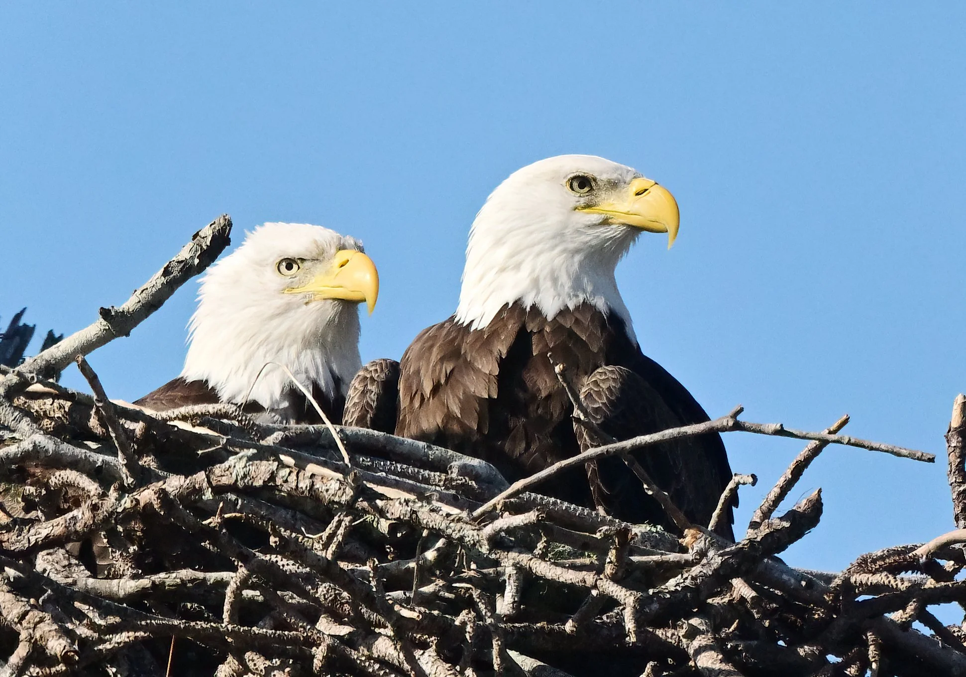 This beautiful image of the male eagle (M-15) and his mate (F23) at their nest.