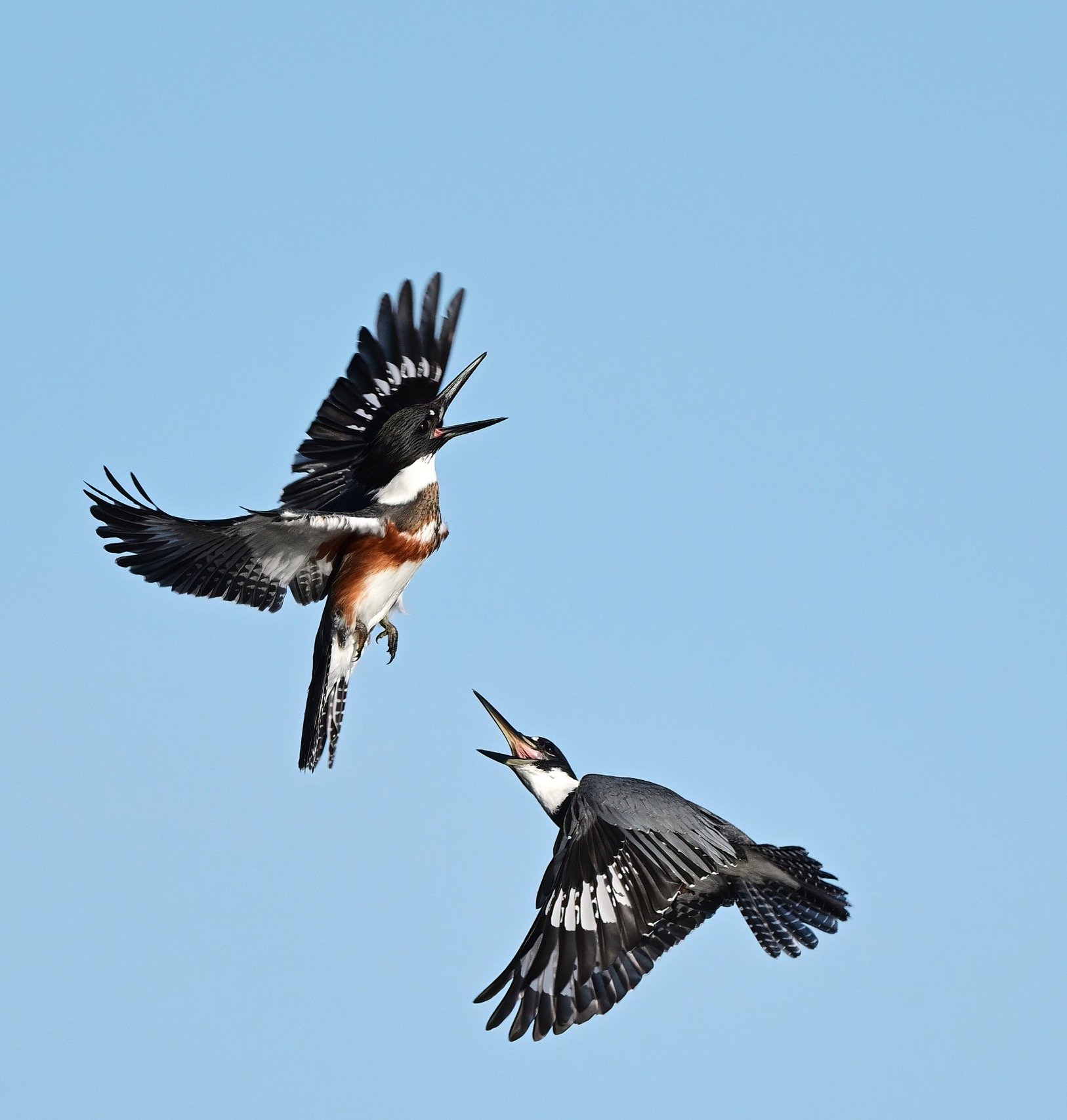 18 x 24 canvass of two kingfishers frolicking in the air
