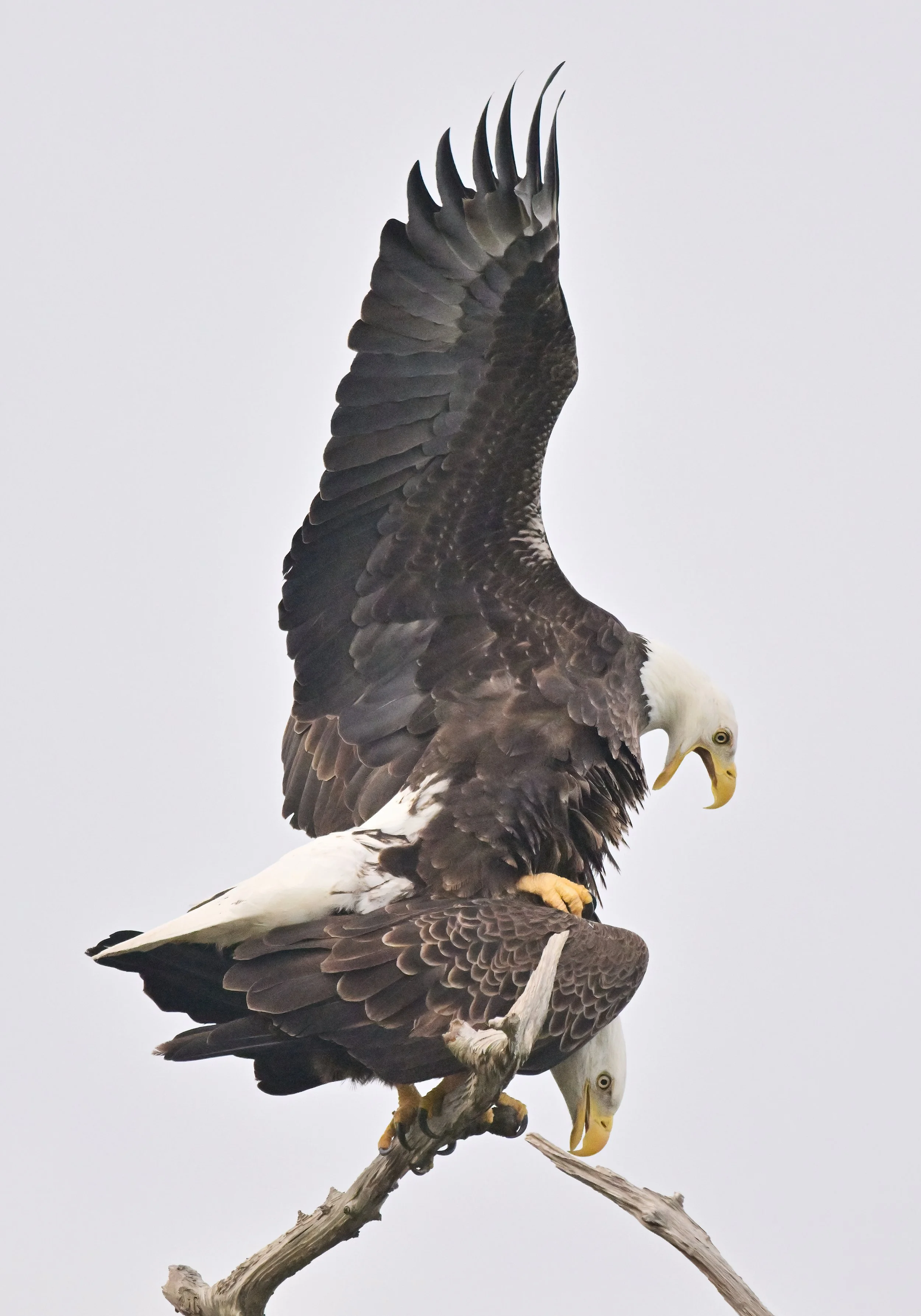 The beauty of two eagles mating at their nest