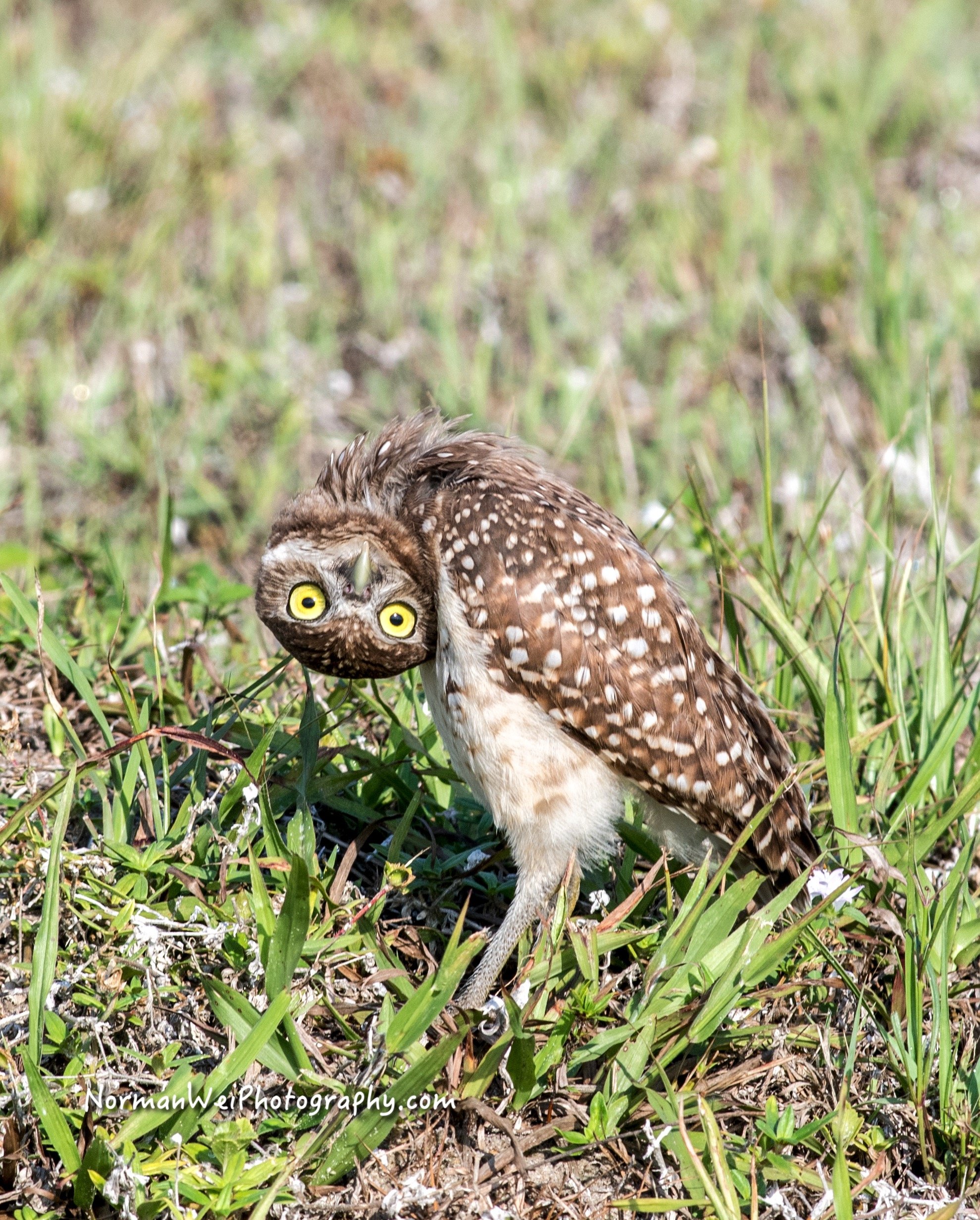 owl herbie_7514-4-2.jpg
