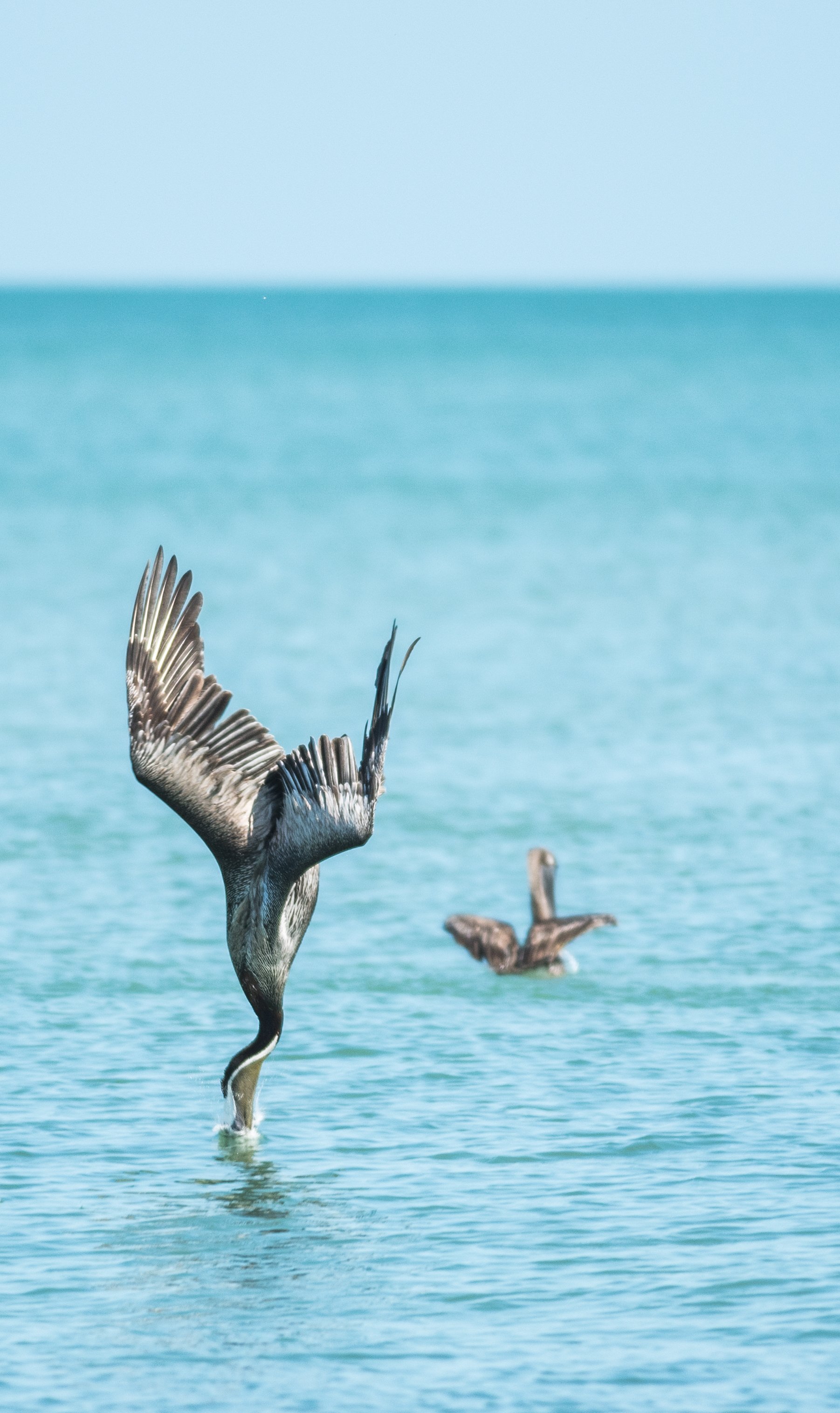 bird_9193-1.jpg
