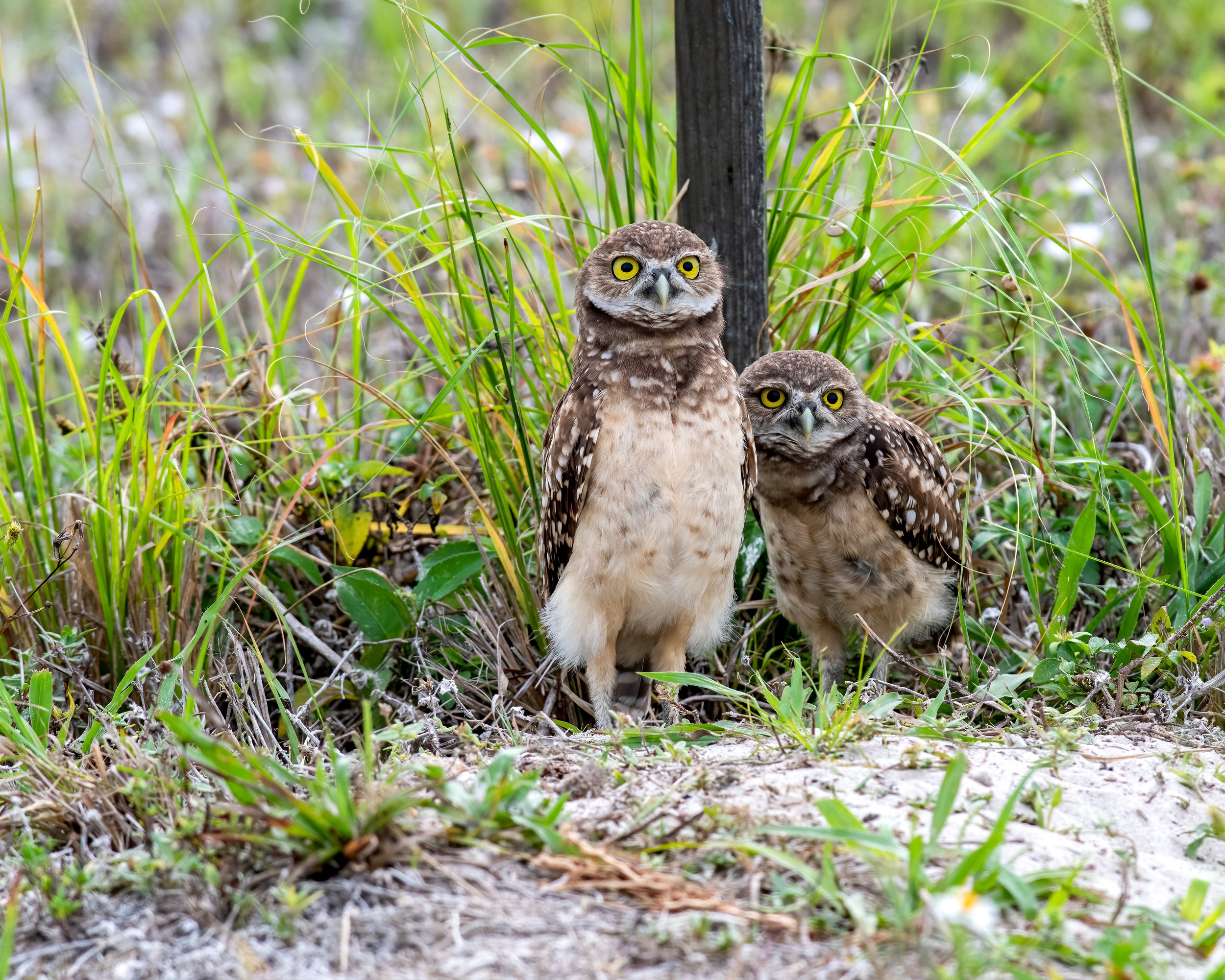 8x10 photo of two baby burrowing owls