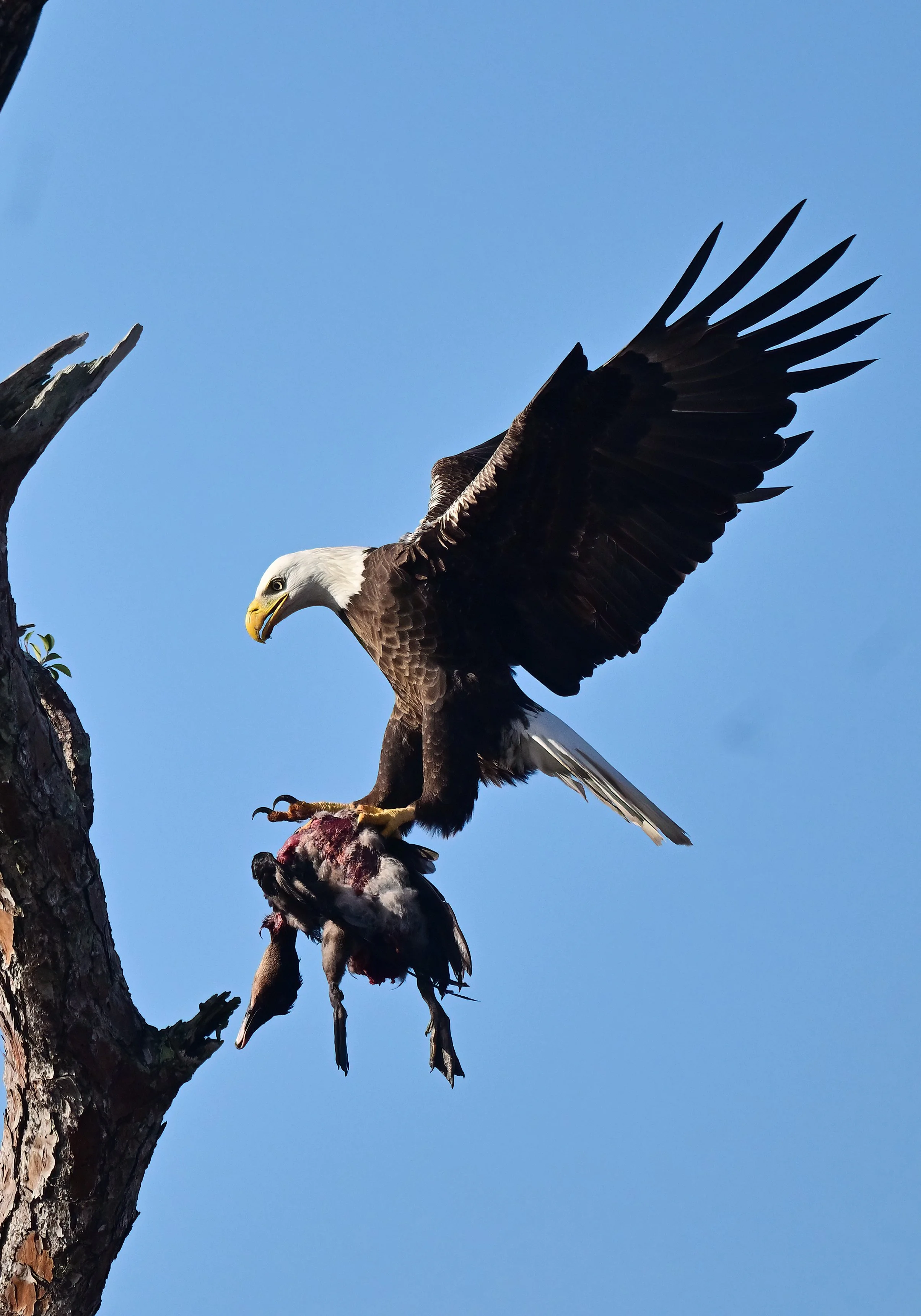 American bald eagle bringing in a duck (13 x 19 print)