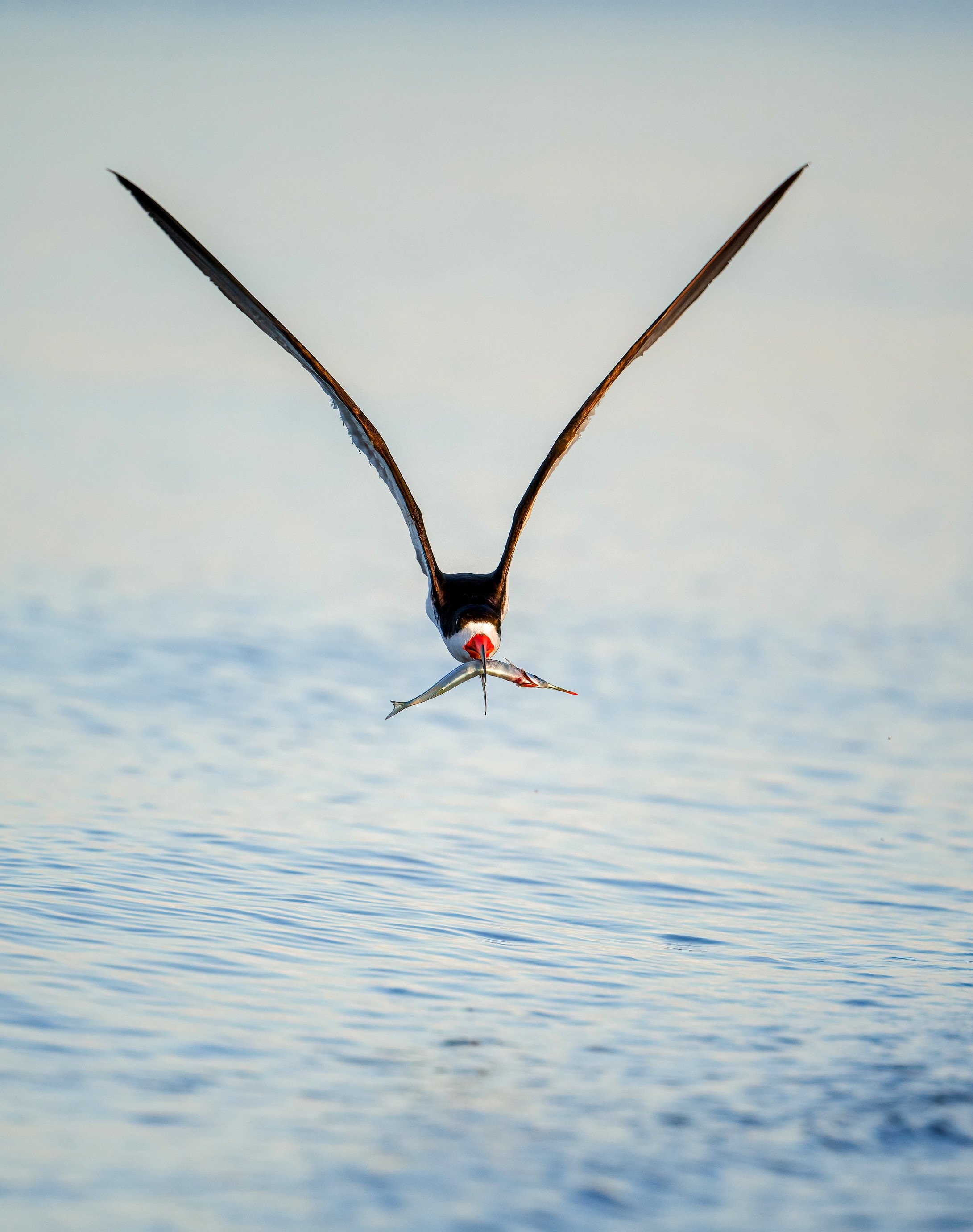 8x10 photo of a black skimmer carrying a fish printed on professional grade metallic paper