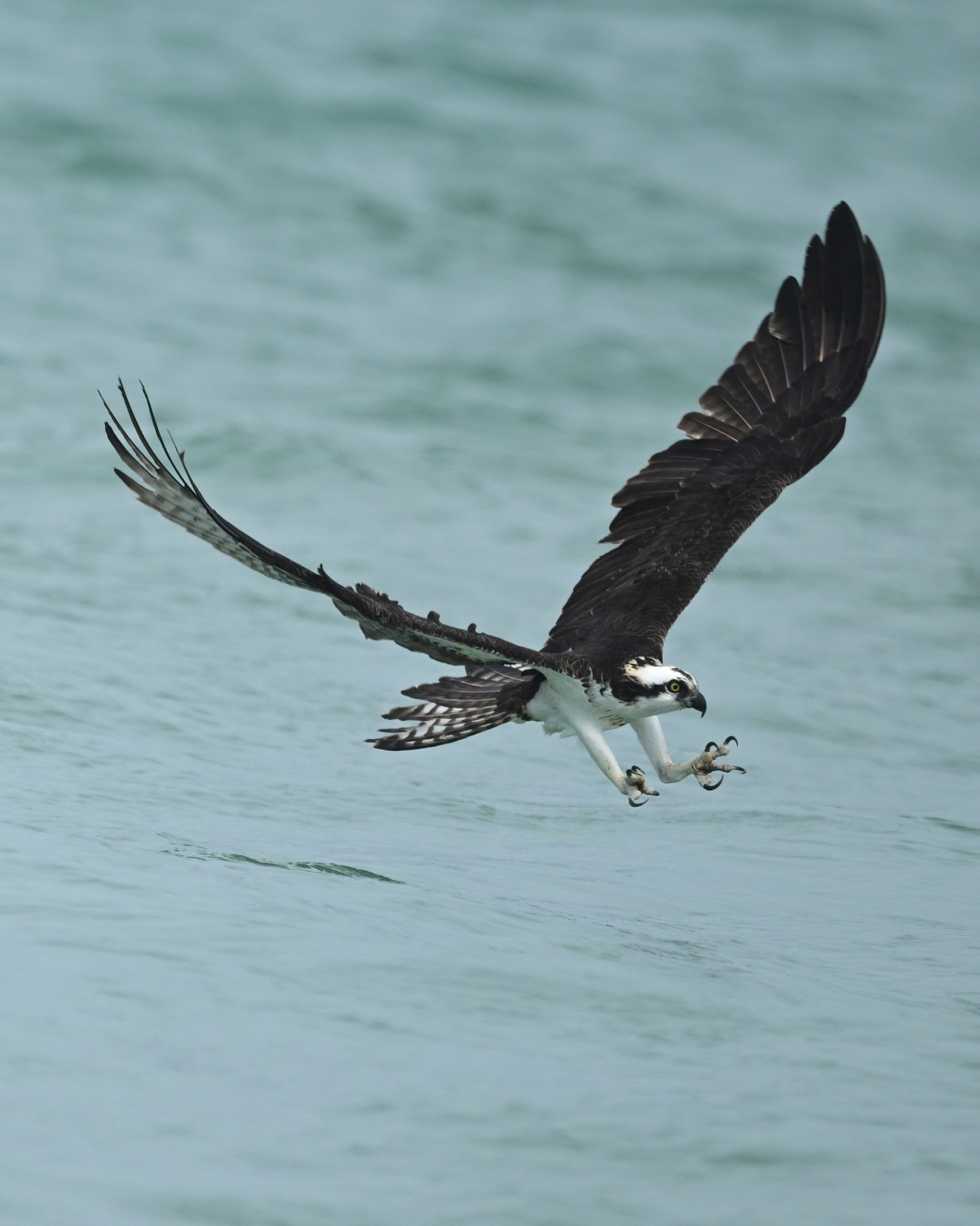 8x10 photo of an osprey diving for fish printed on professional grade metallic paper