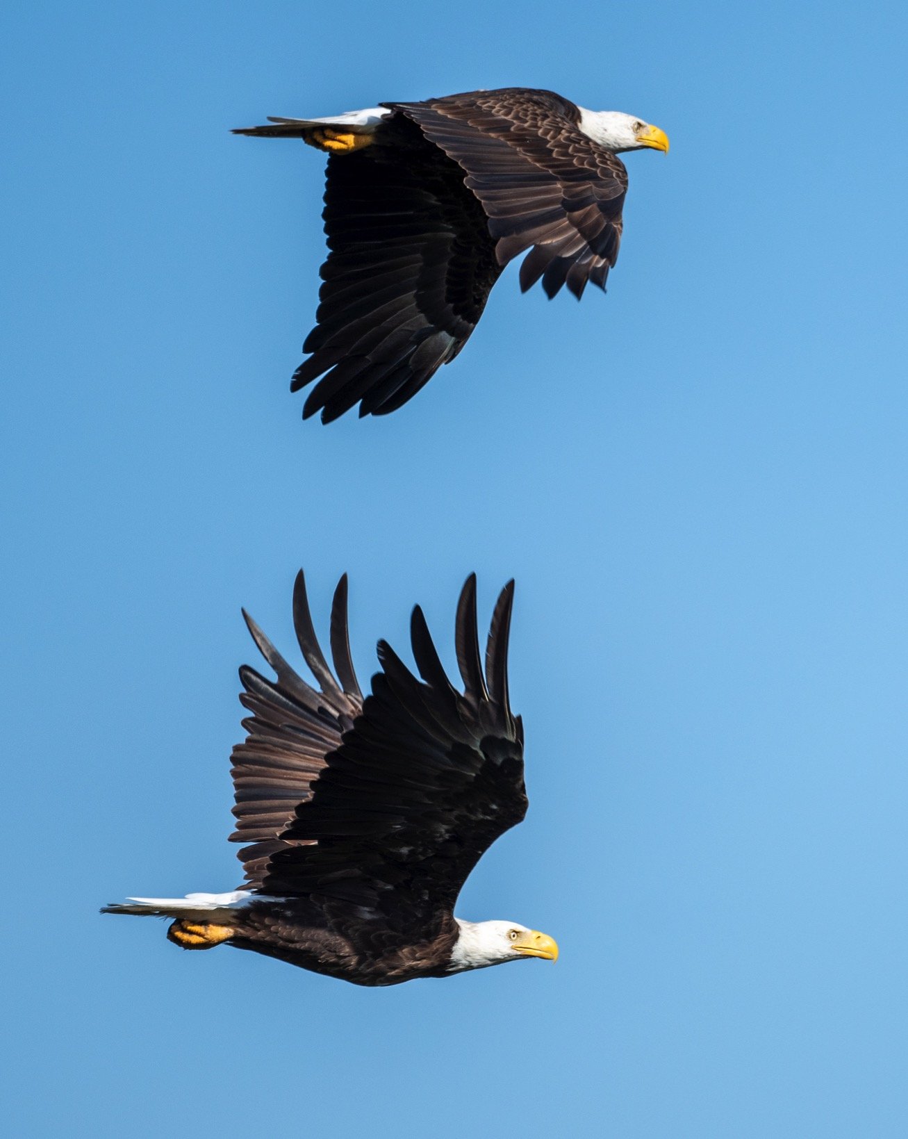 24x20 metal print of two majestic American bald eagles in flight