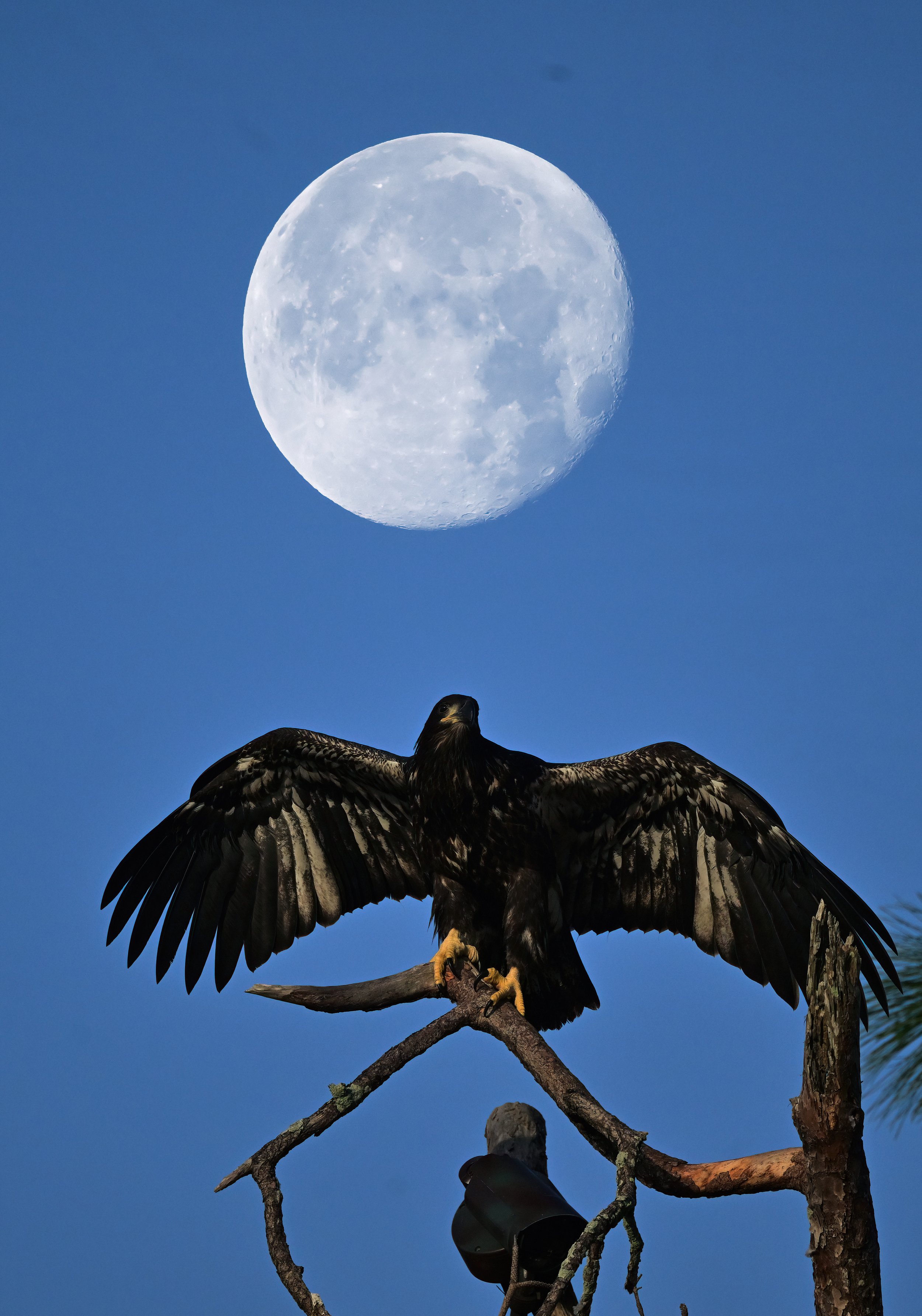 An American bald eaglet with the moon in the background