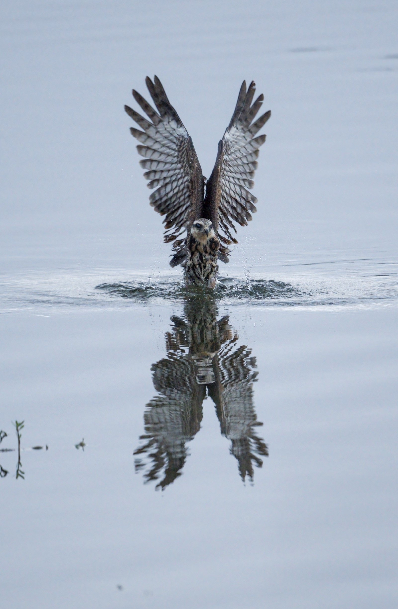 16x24 metal print of a snail kite and its reflection