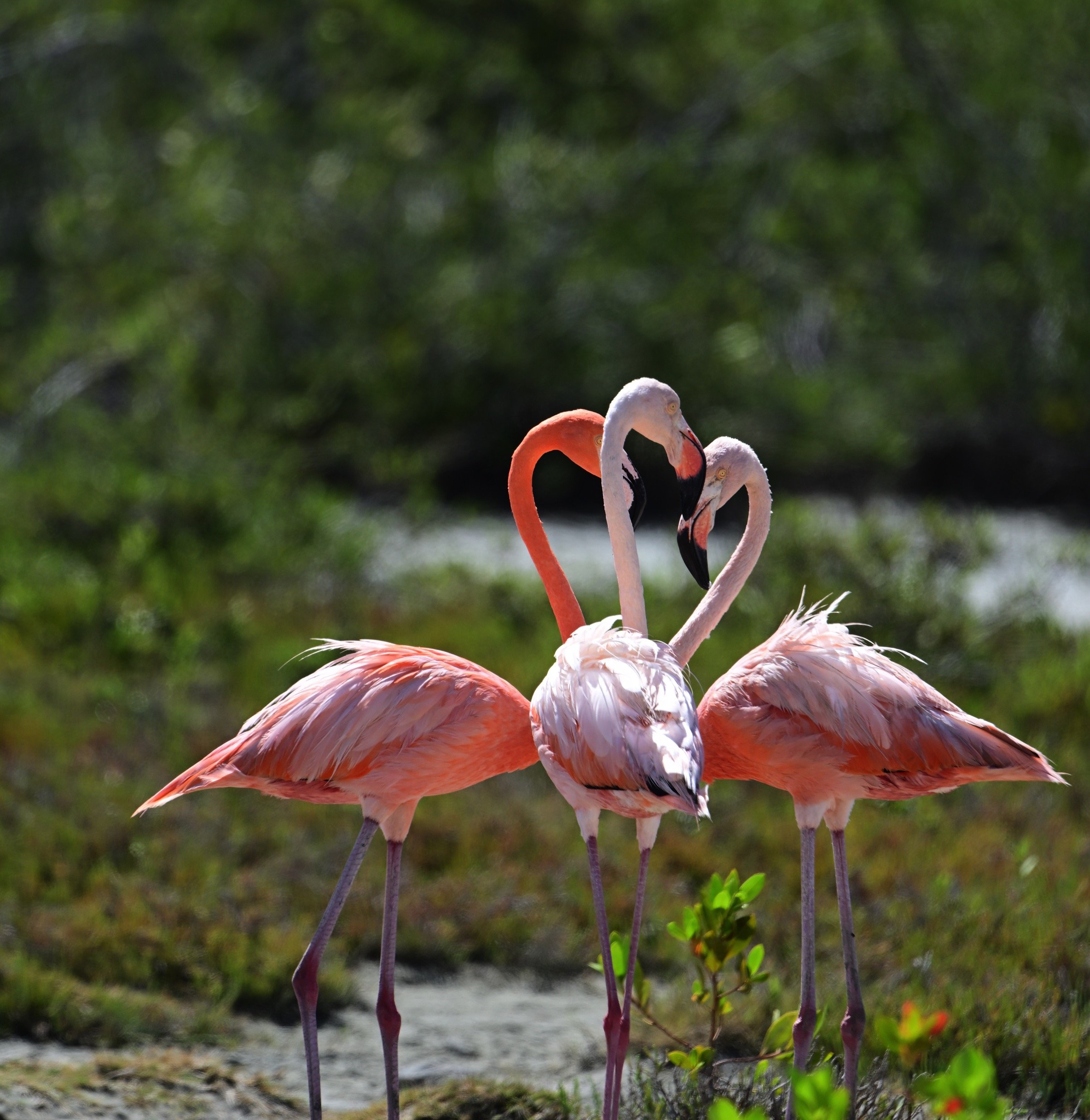 8x10 print of three flamingos in Bonaire