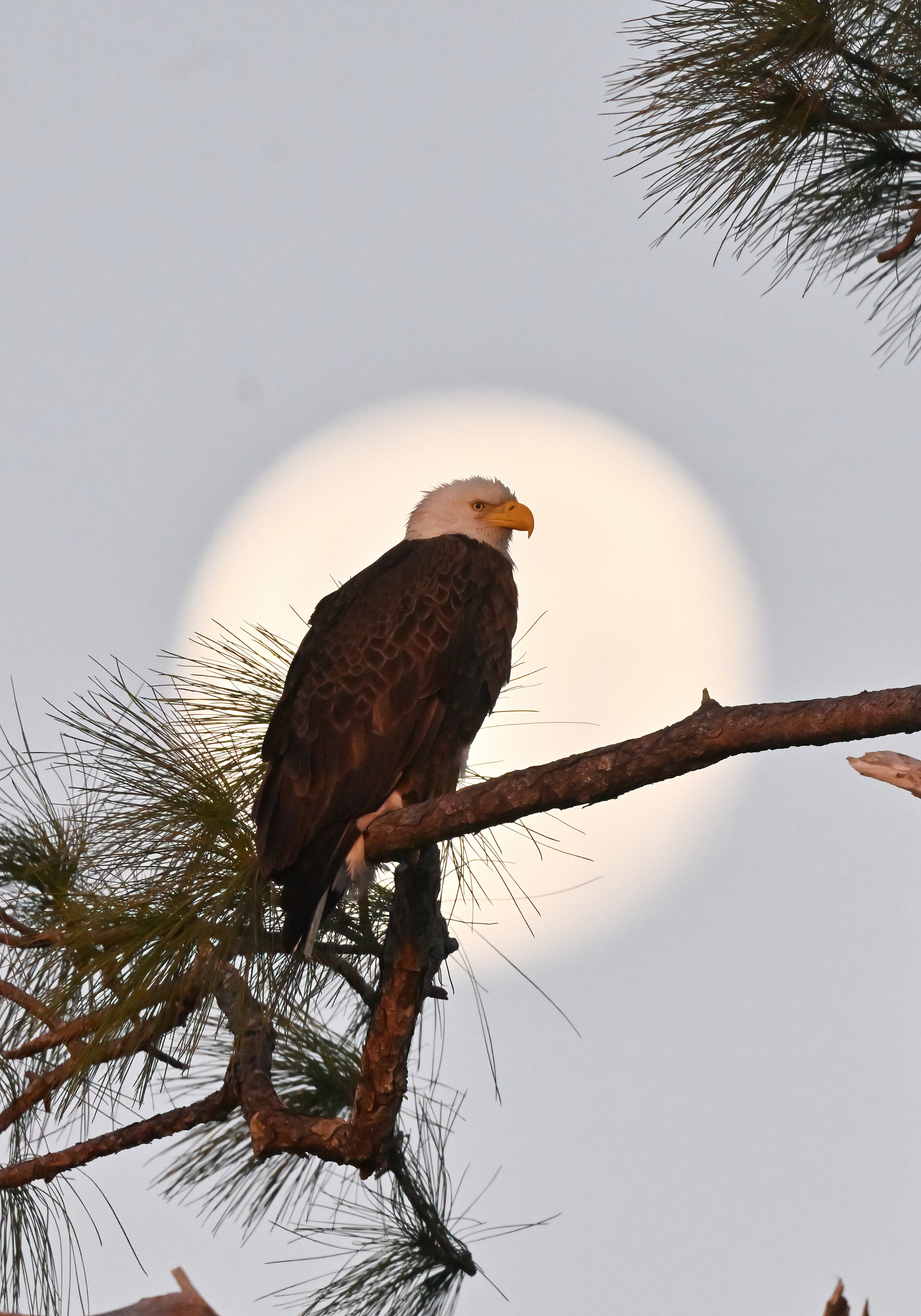 American bald eagle with the moon in the background (11 x 14 print)