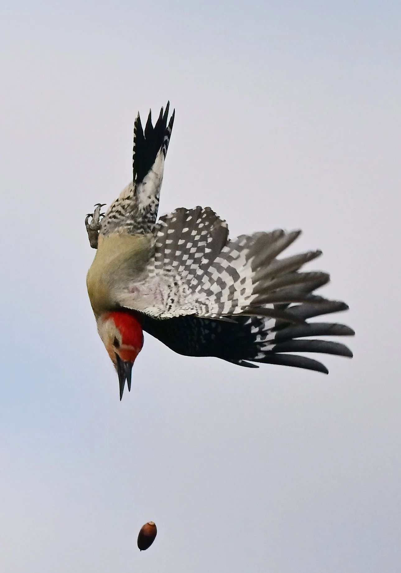 11 x 14 print of a red-bellied woodpecker trying to retrieve an acorn