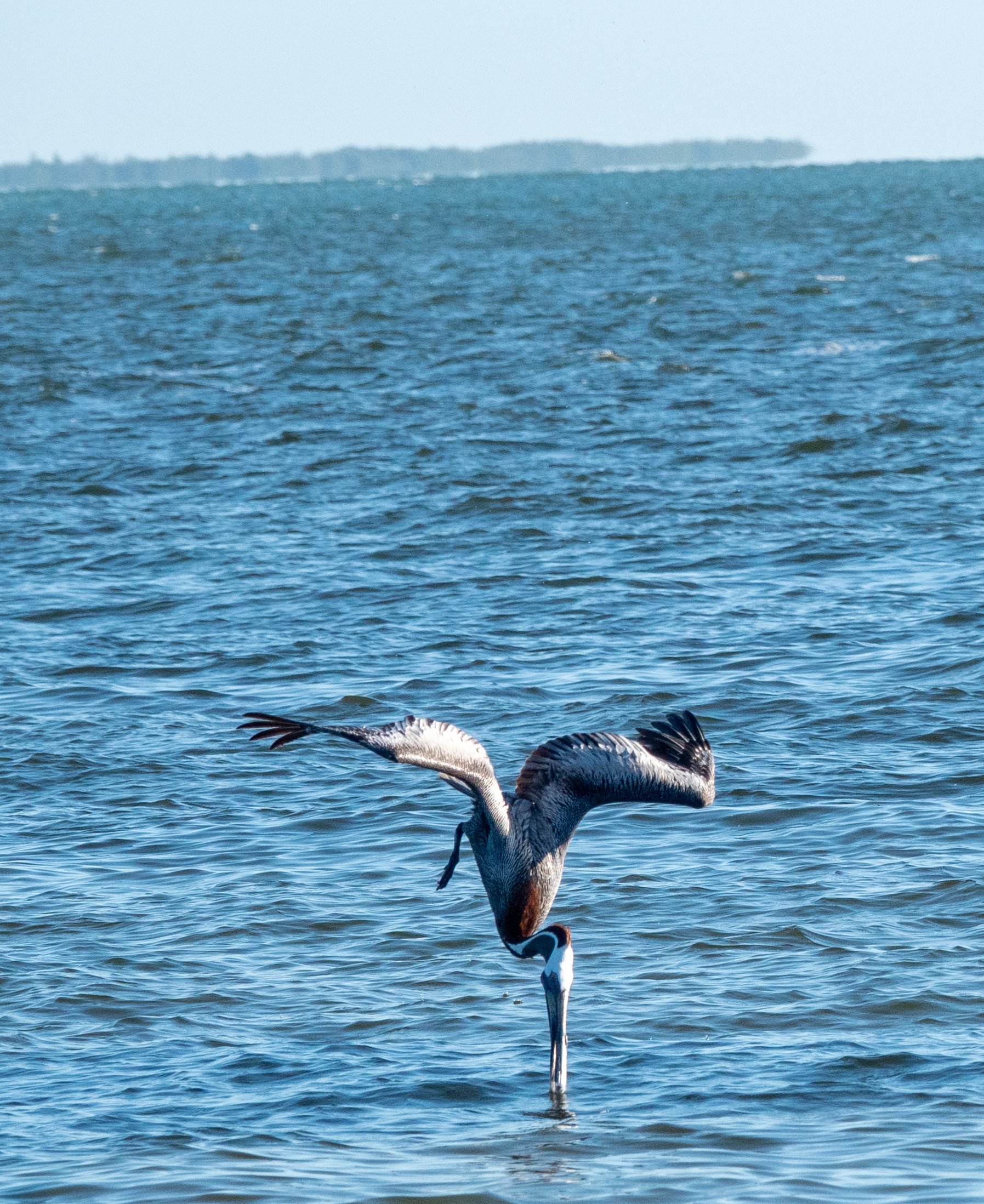 8x10 photo of a pelican diving for fish