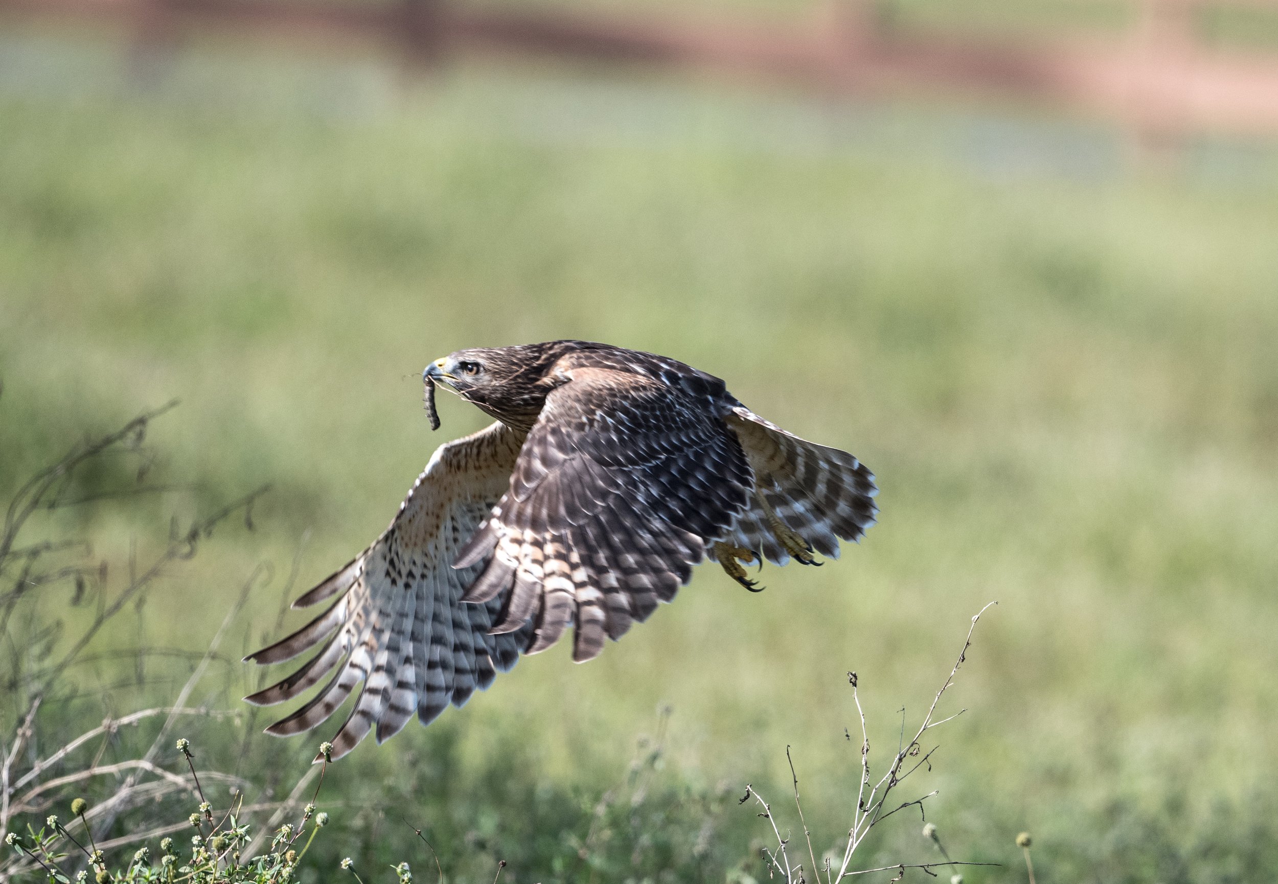DSC_9349-2.jpg