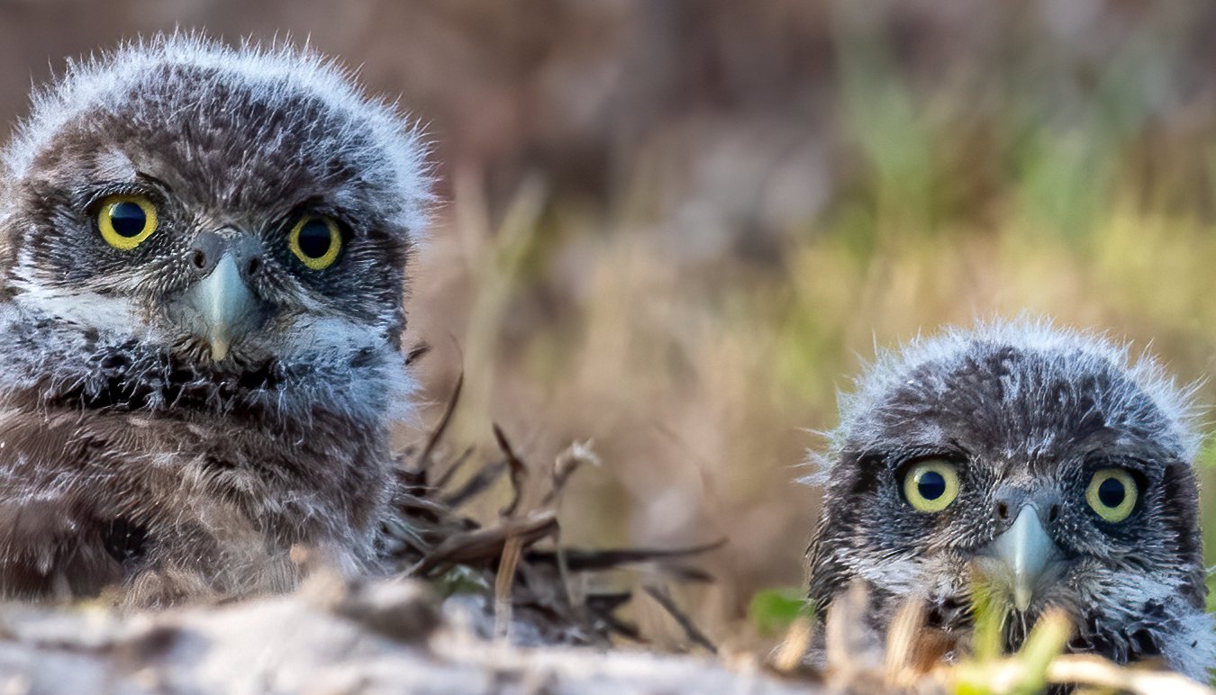 two little owls.jpg