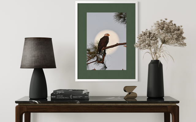 World famous American bald eagle with the moon in the background (Copy)