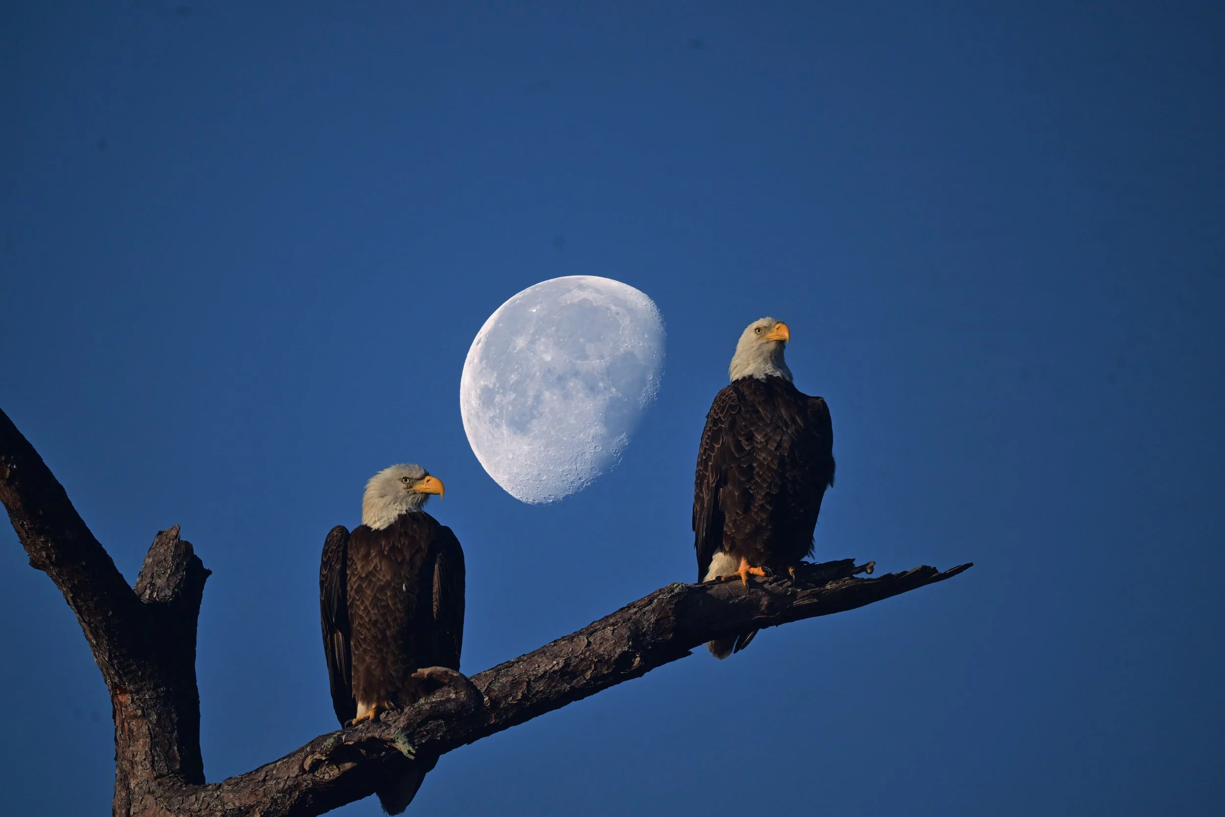 Two American bald eagles with the moon in the background