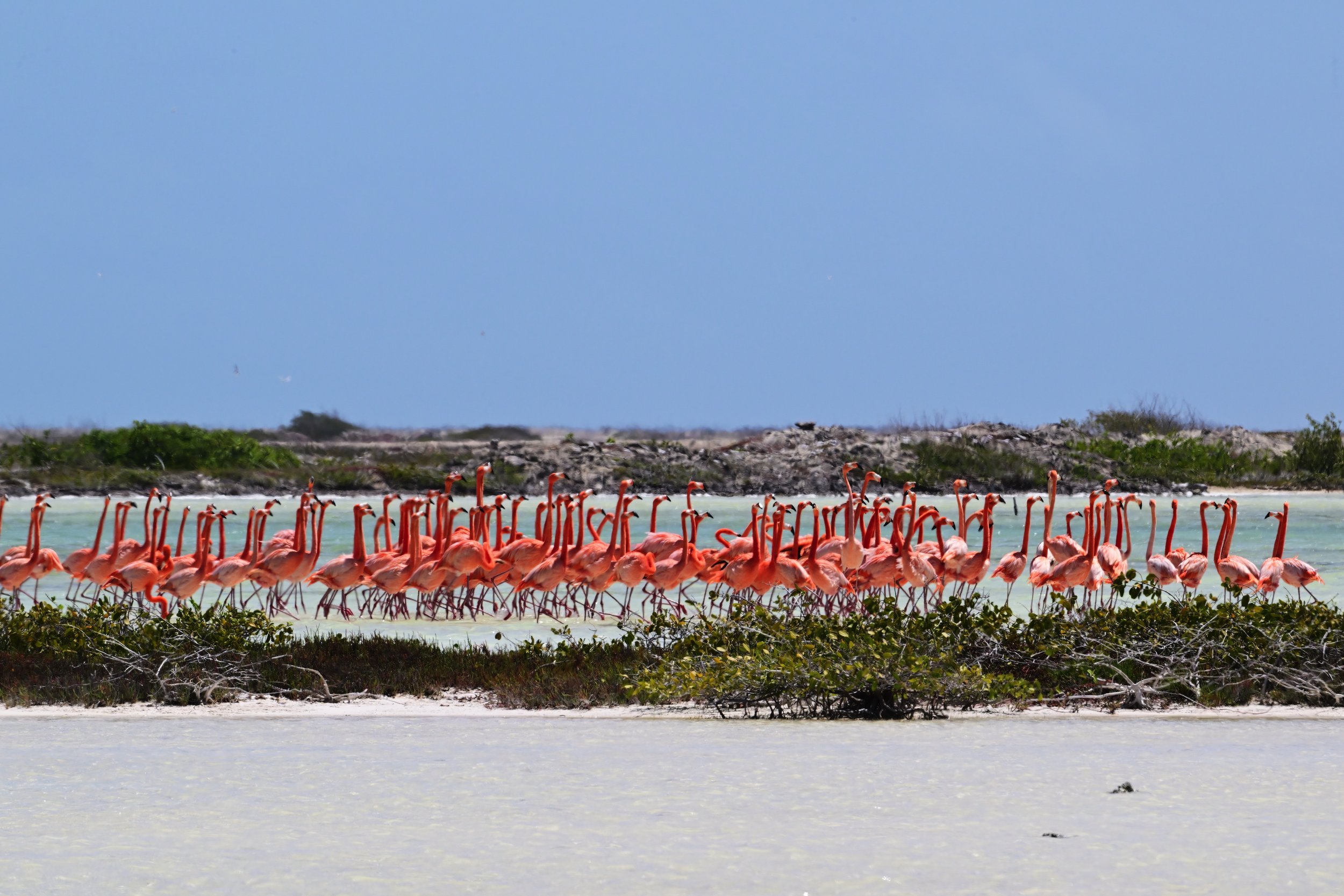 13 x 19 photo of a flamboyance of flamingos in Bonaire