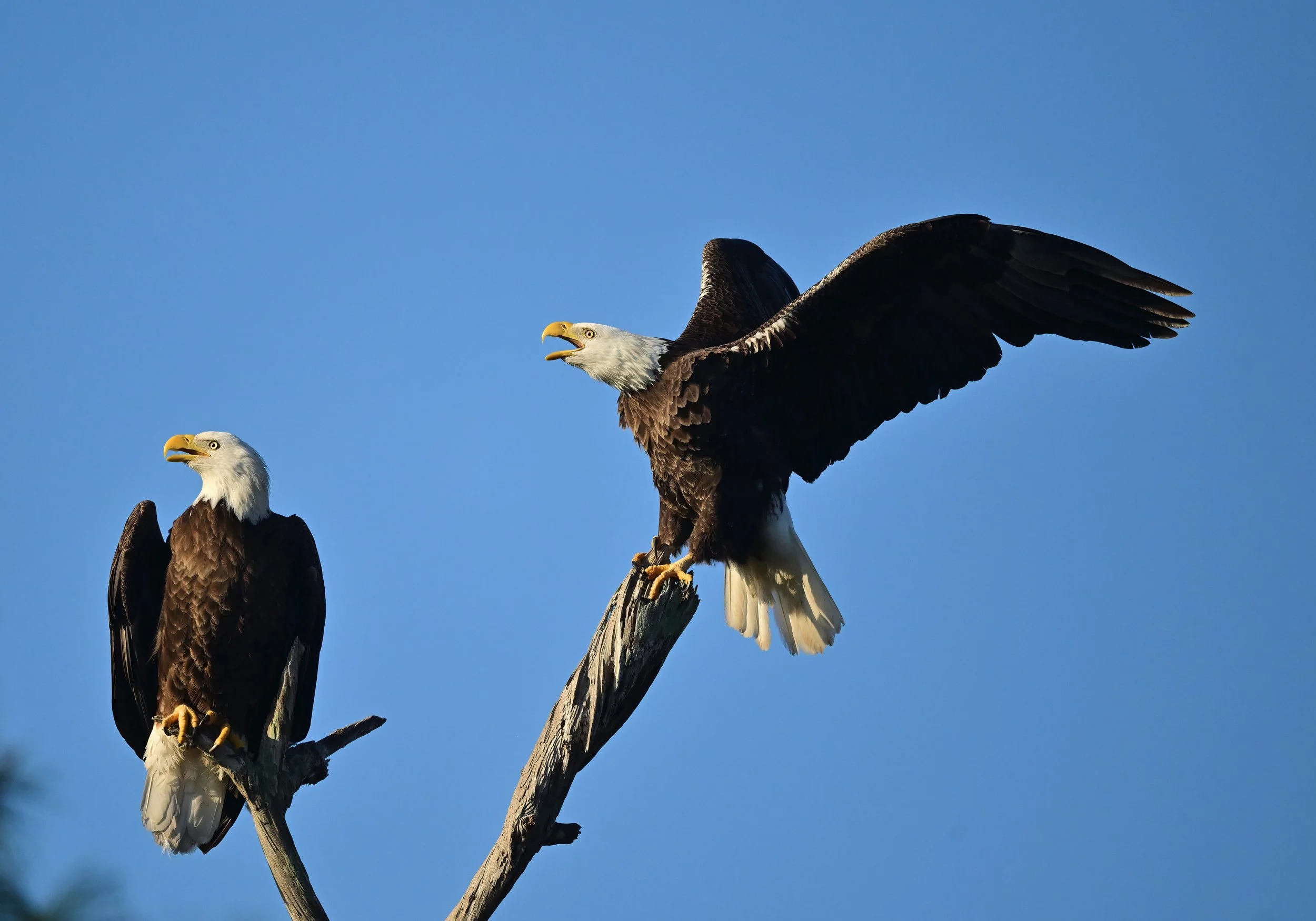 DSC_0840-1.jpg (Copy)