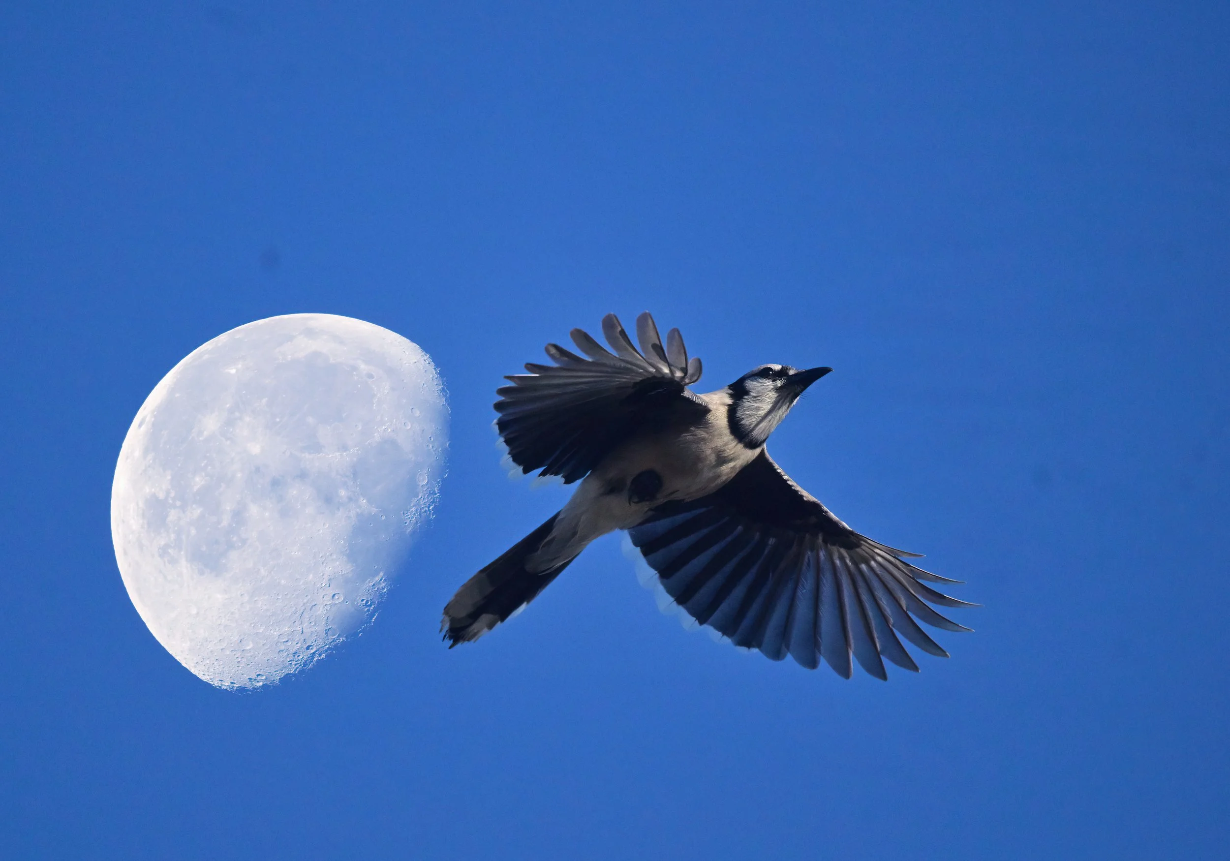 13 x 19  print of a bluejay and the moon
