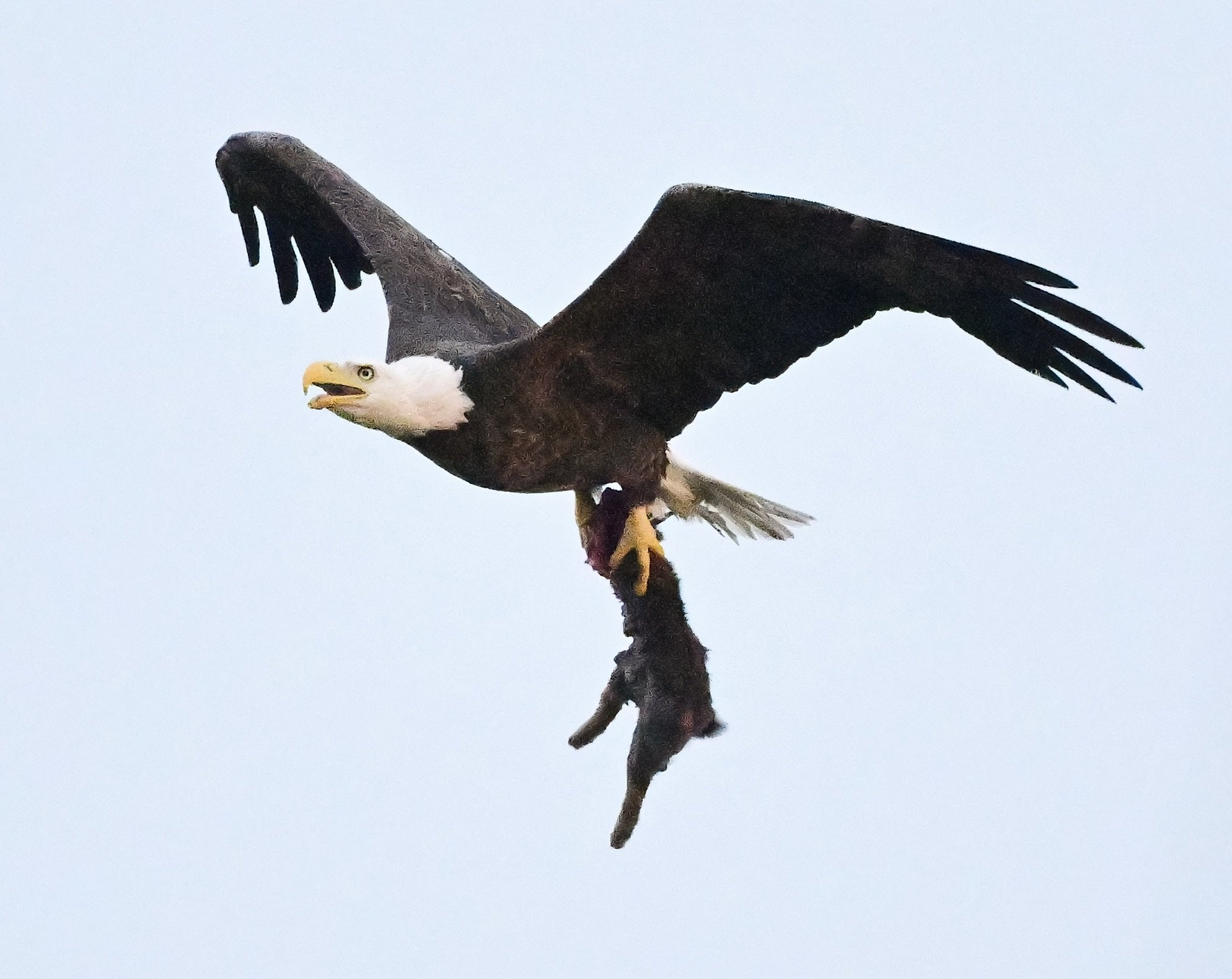The iconic moment when the eagle was carrying a rabbit to the nest for his eaglet in Cape Coral, Florida.