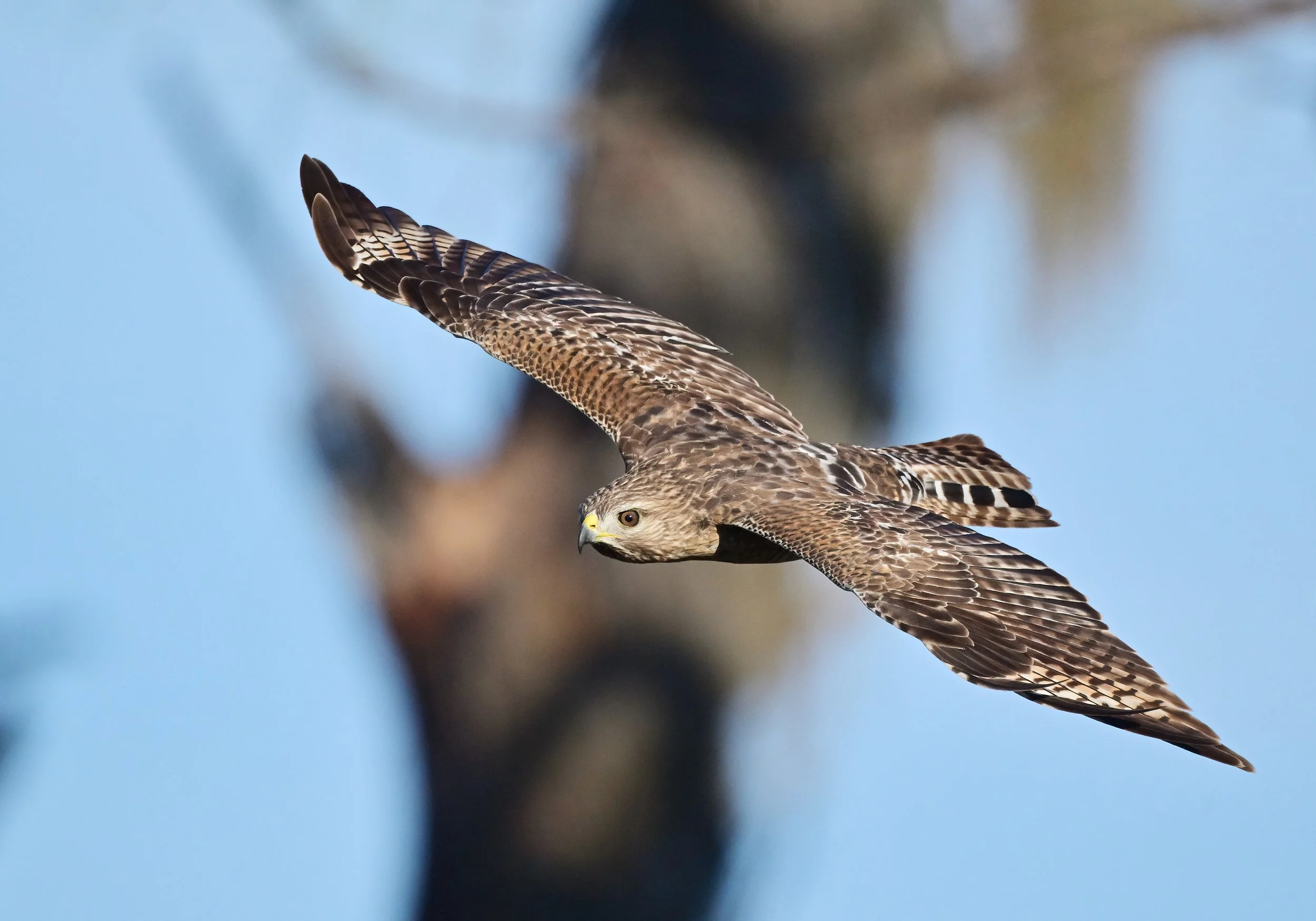 Wall art photo of a red-shouldered hawk in full flight