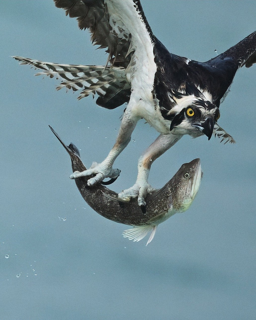 13x19 print of an osprey carrying a lizard fish