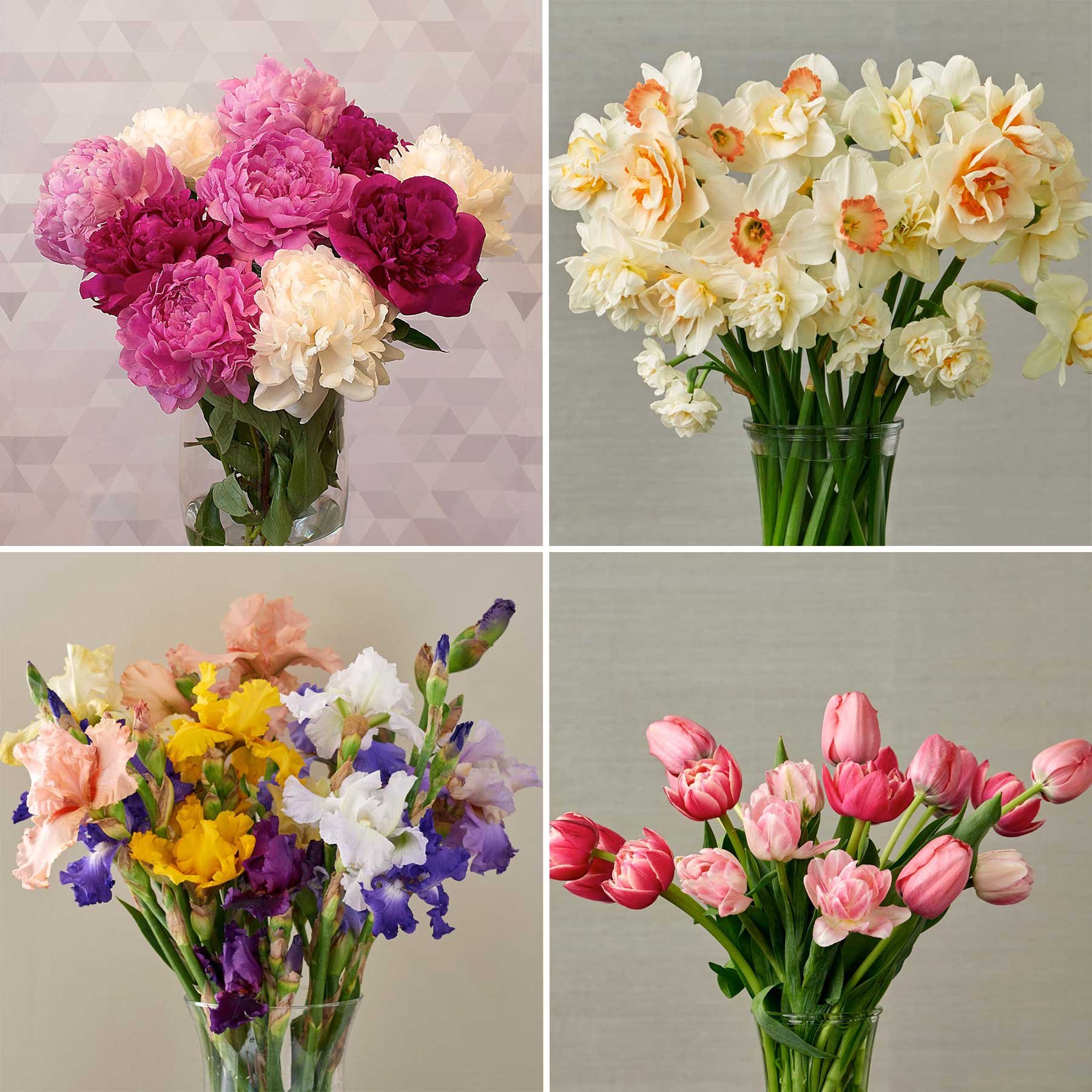 Spring Bouquet 6 Weeks