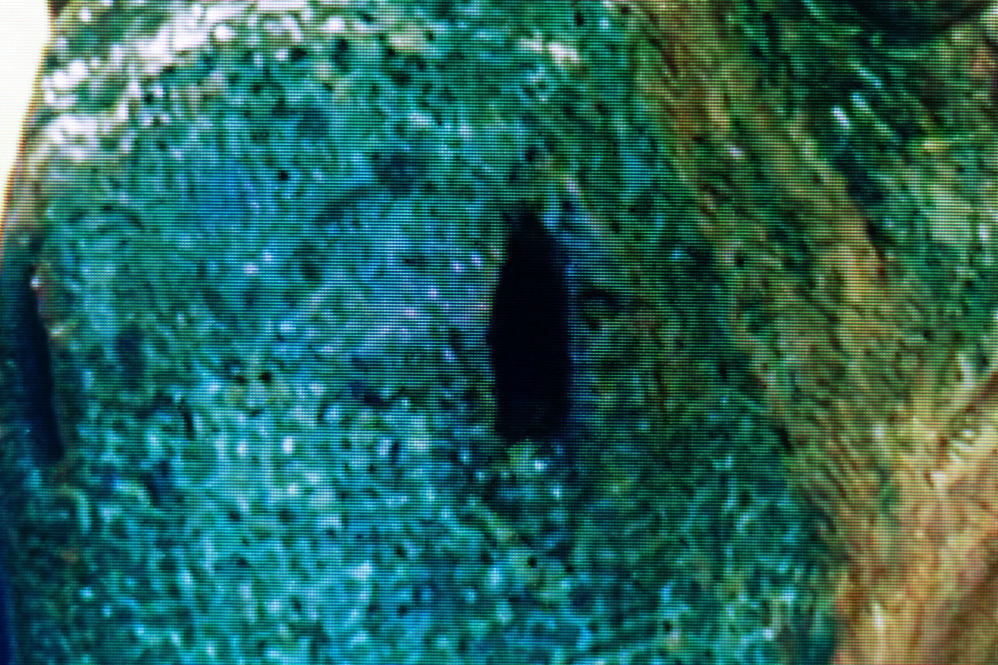 IMG_7732.jpg