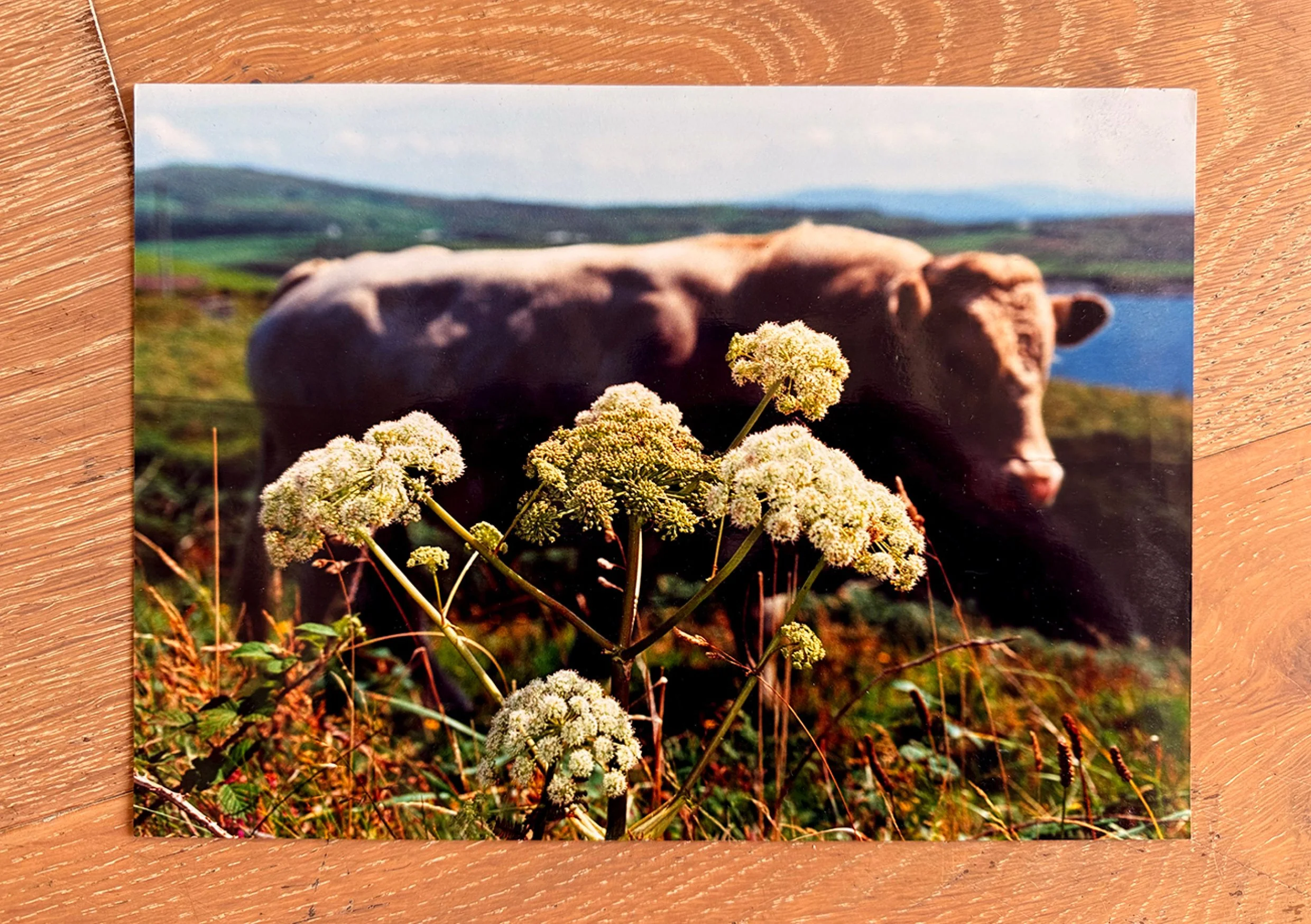 Flowers for Martin Parr